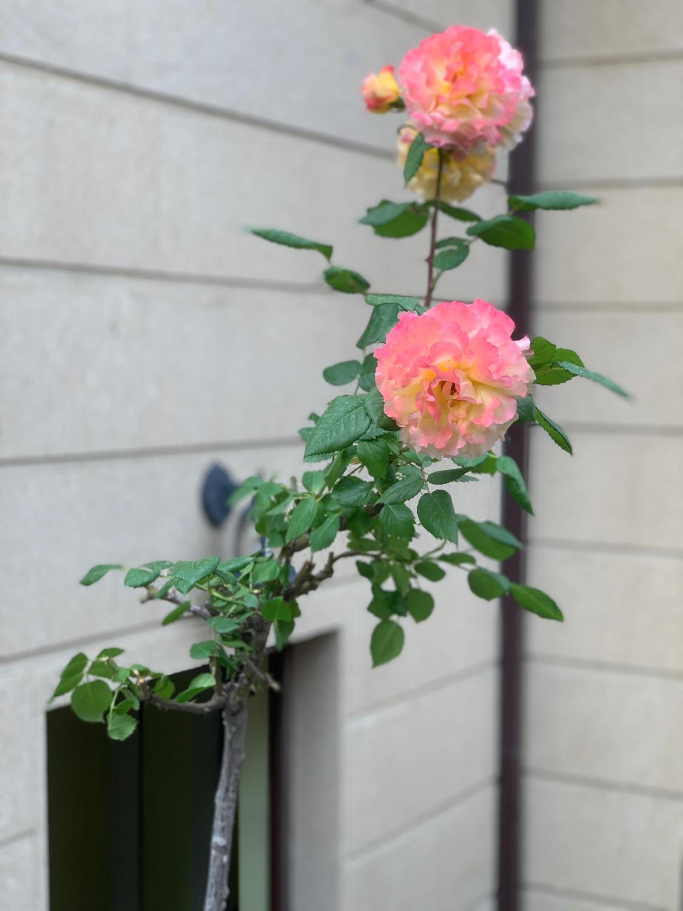 Yerevan Guest House