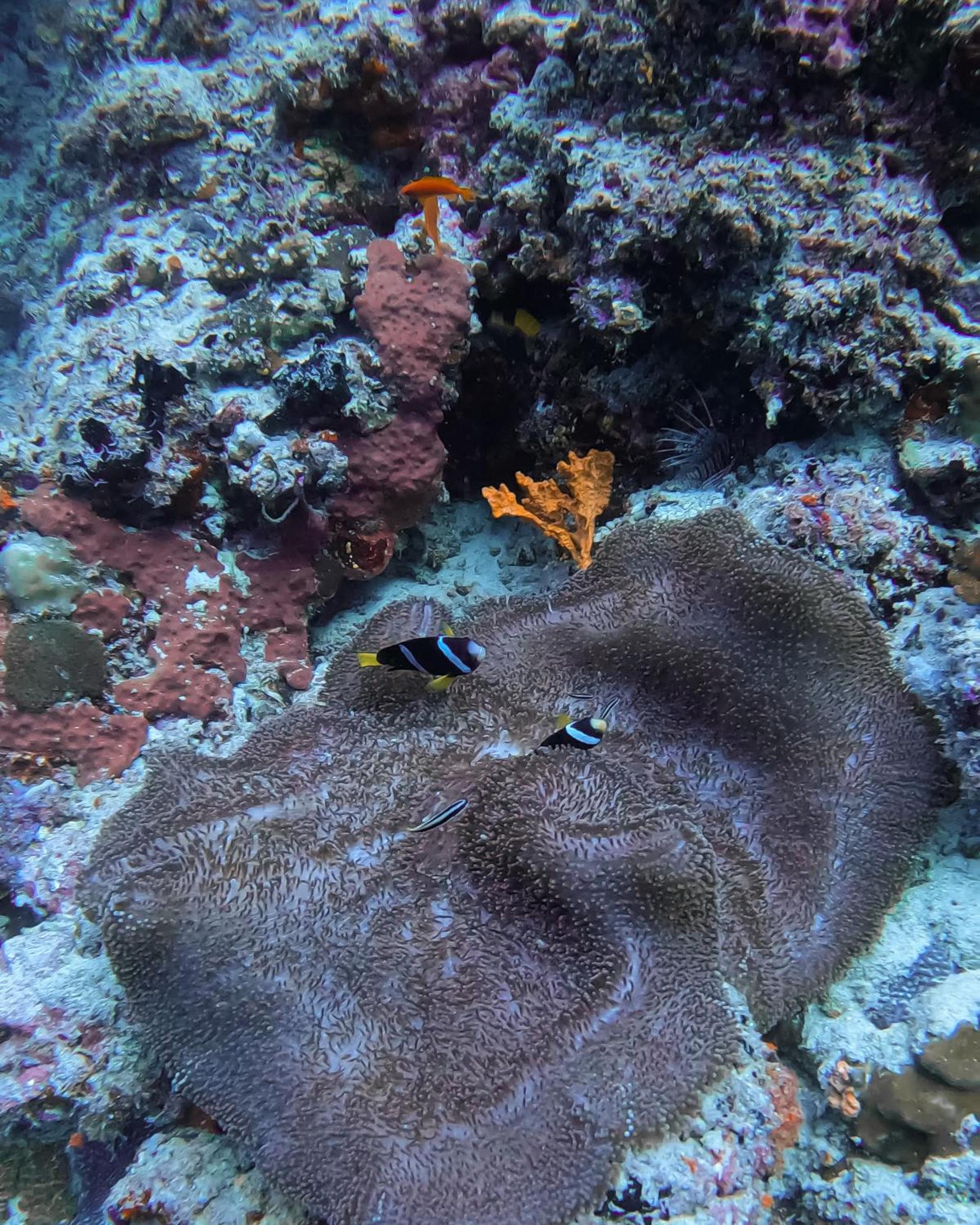 SIS Tourist Villa, Mathiveri, Maldives