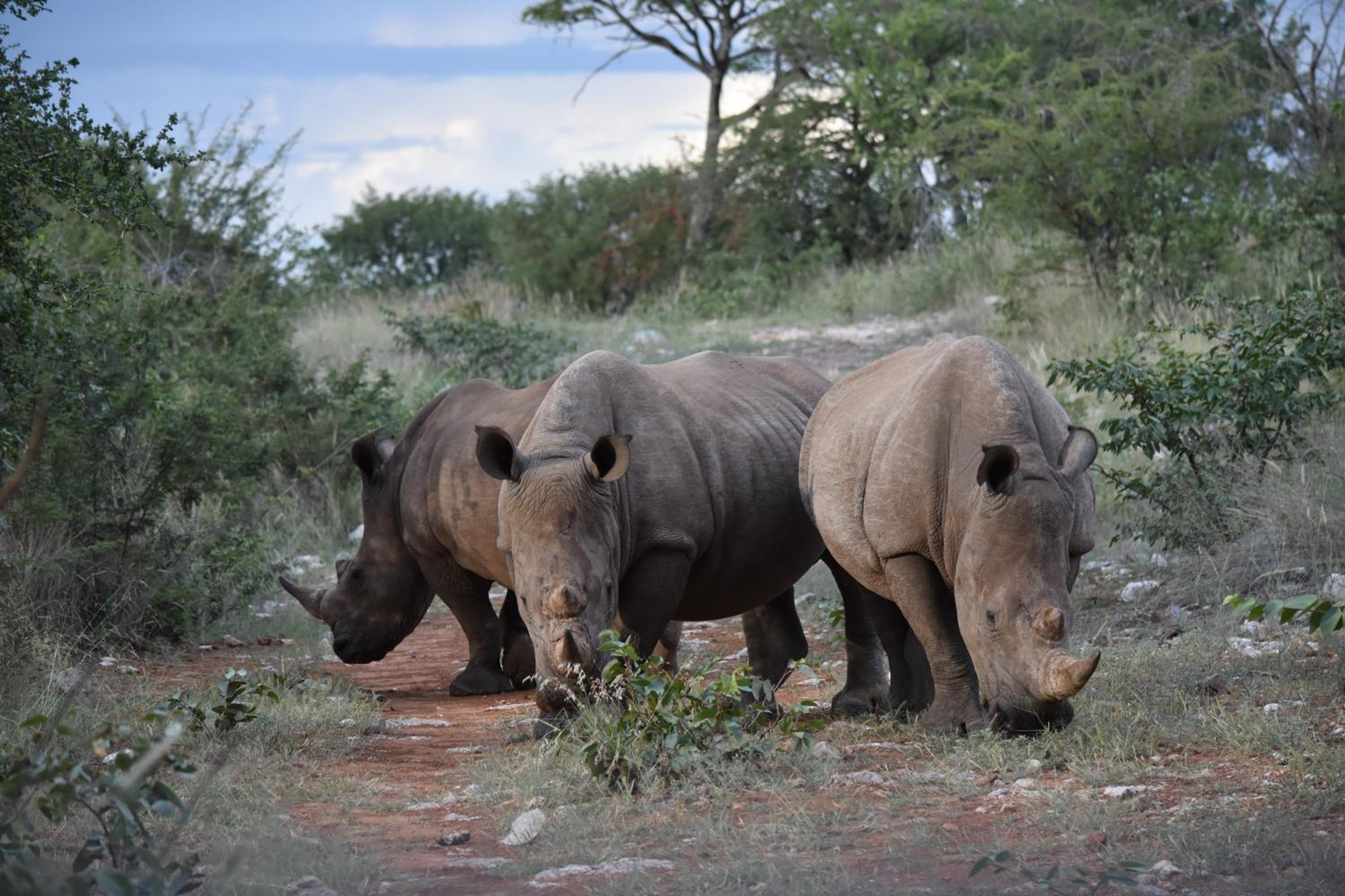Kifaru Luxury Lodge