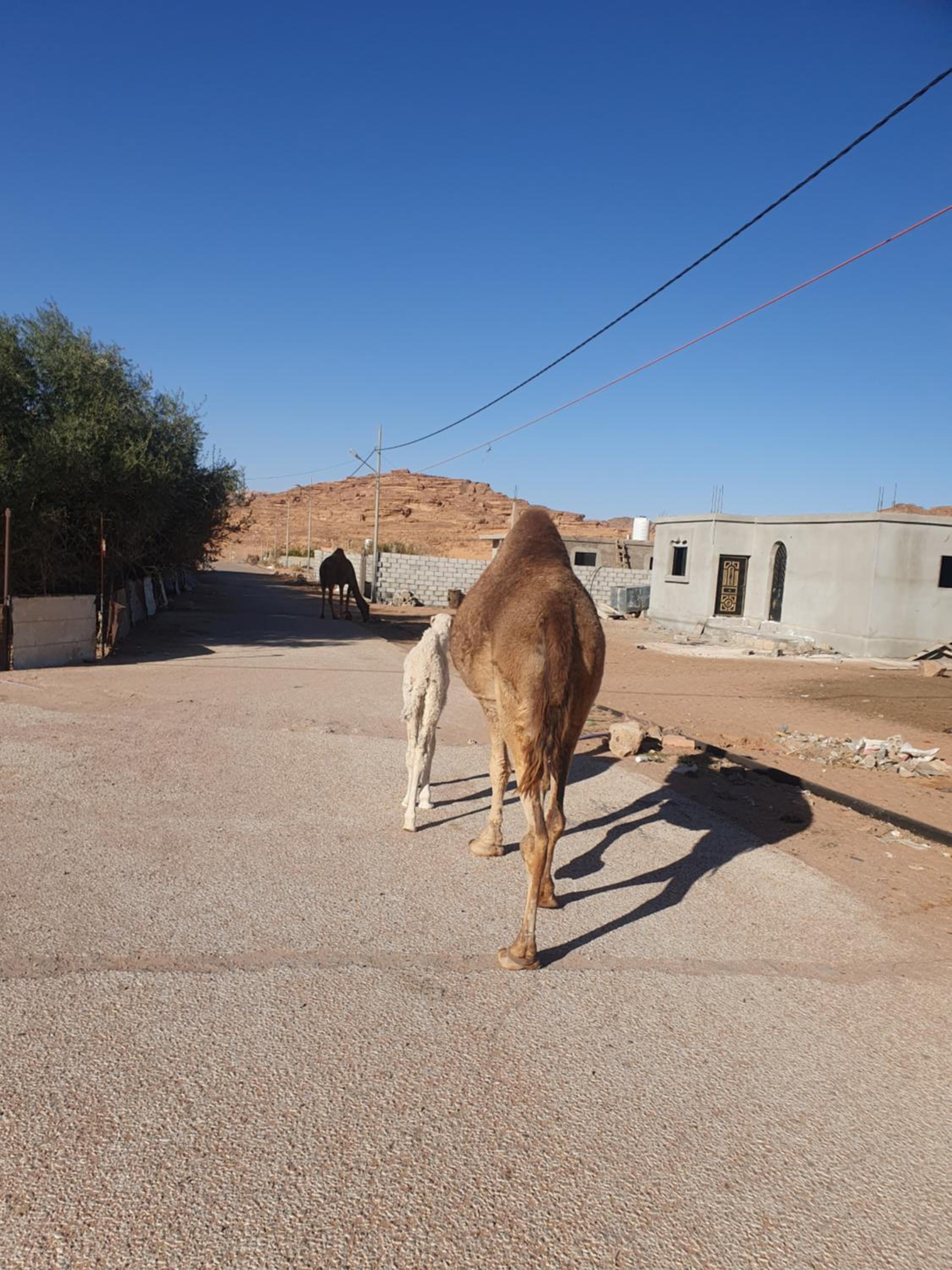 Bedouin experiences