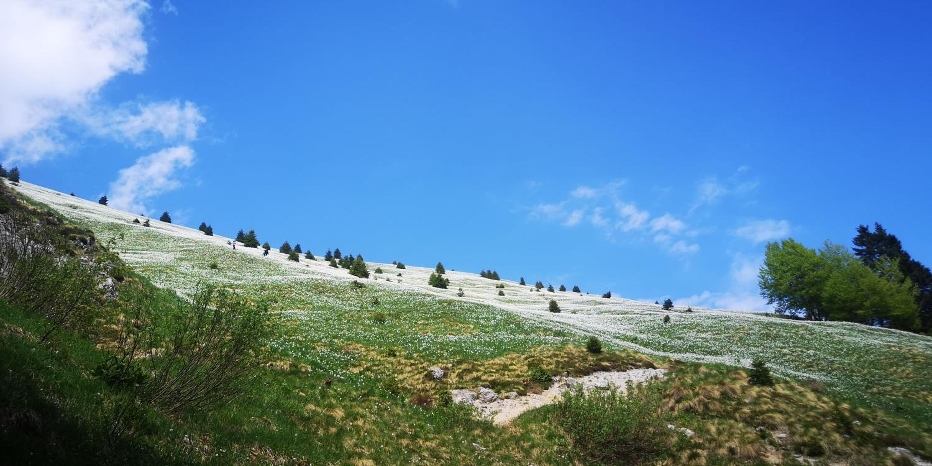 Kiara 7