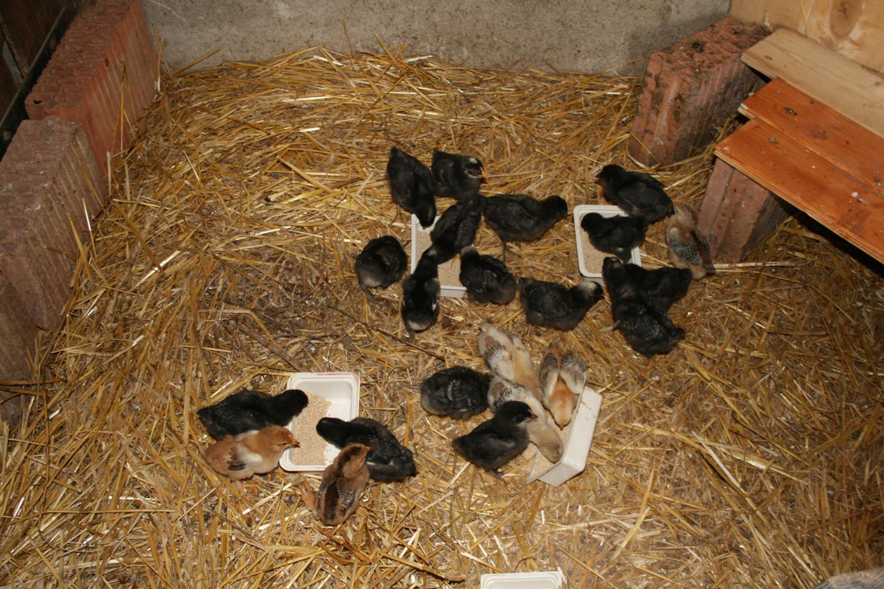 Photo 40