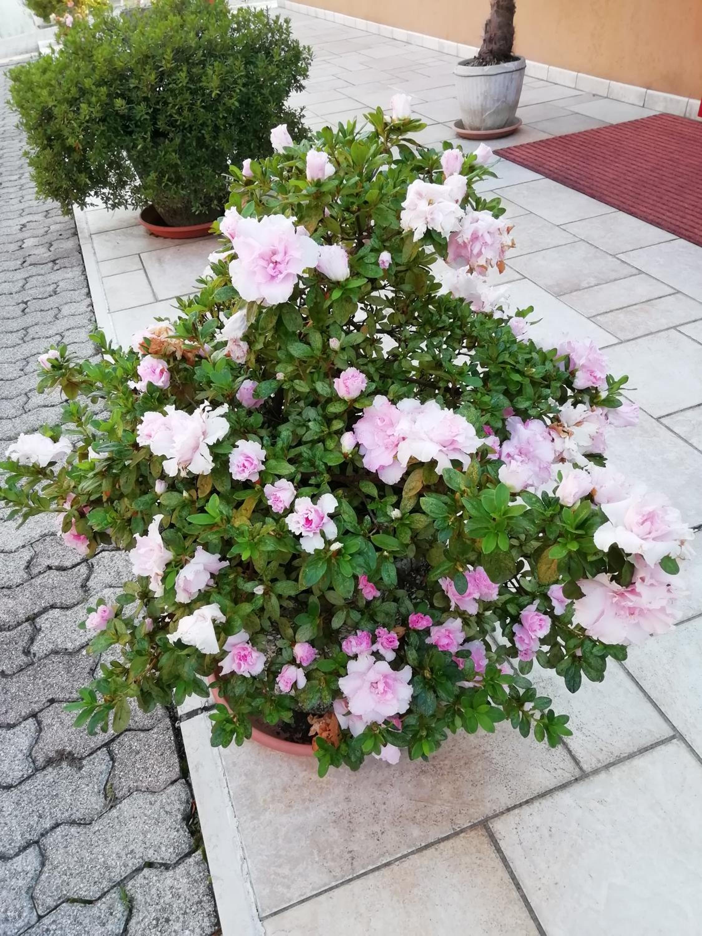 Photo 36
