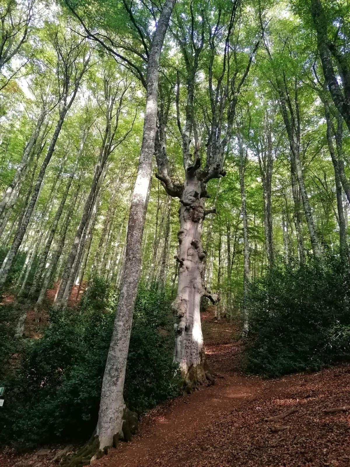 La Torre della Manca Suite