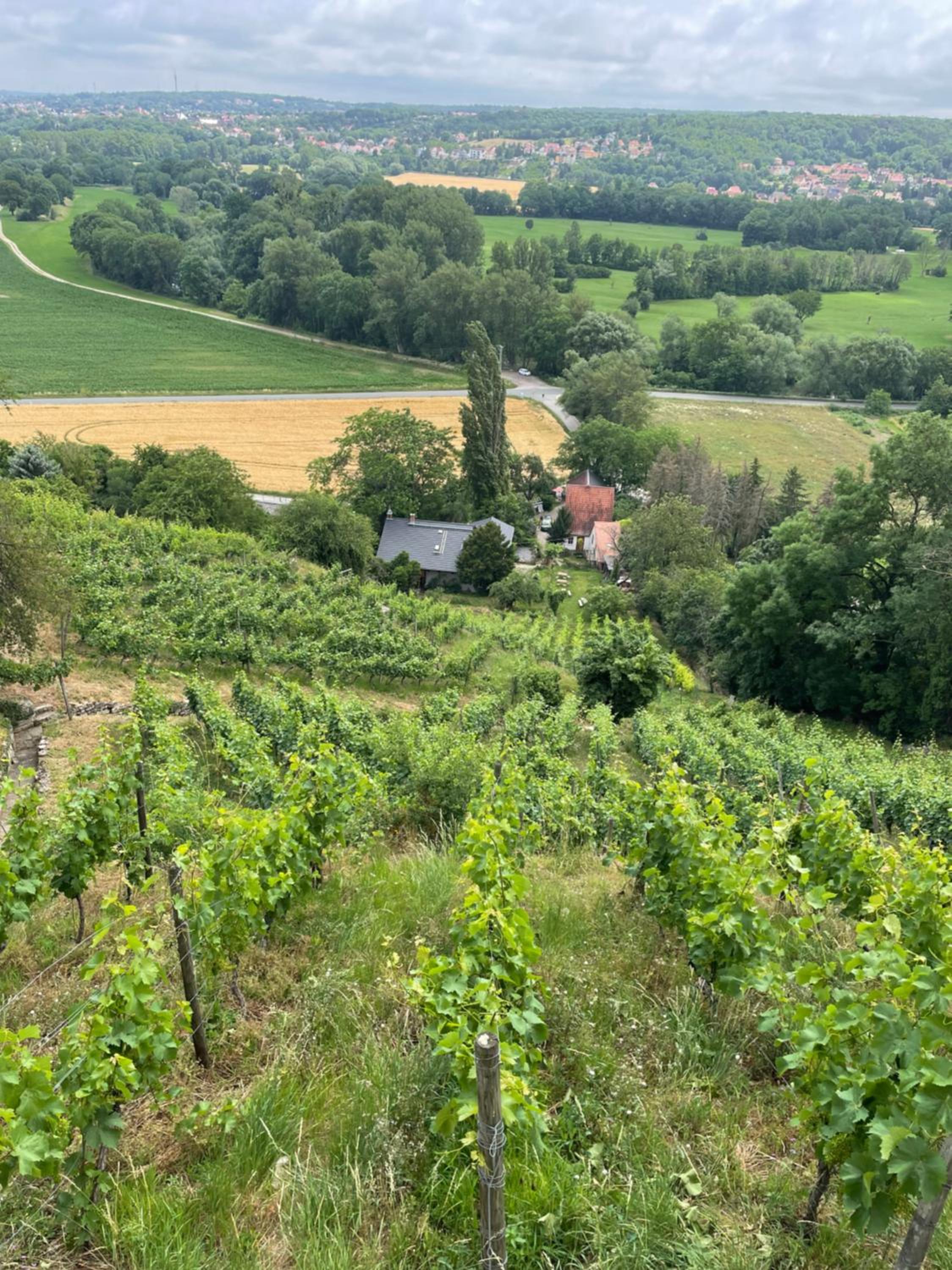 Ferienhaus Portugieser auf dem Weinberg