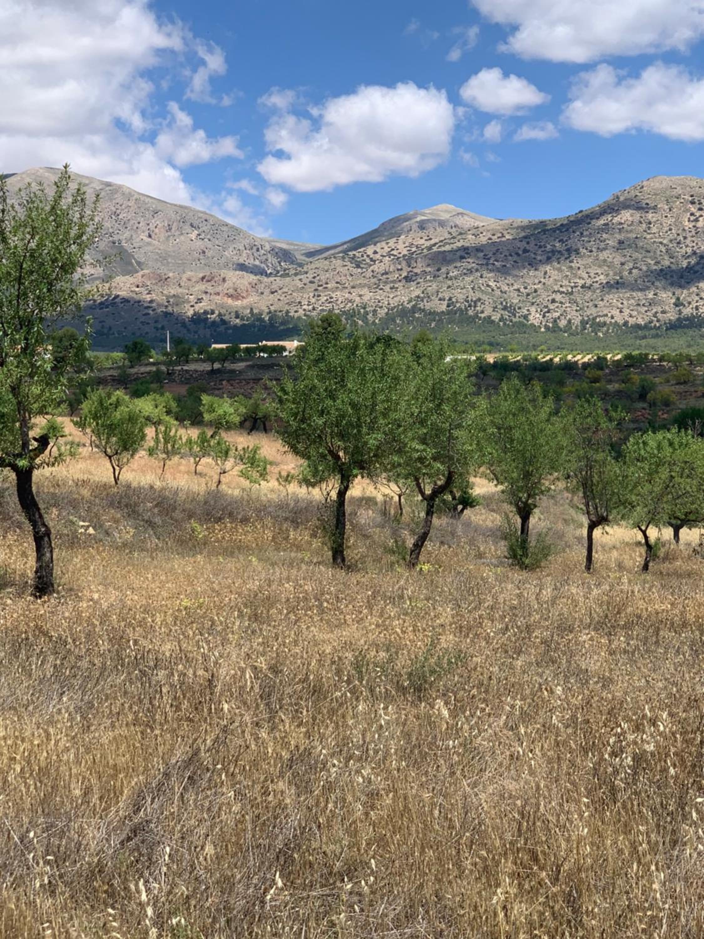Cortijo Frankie