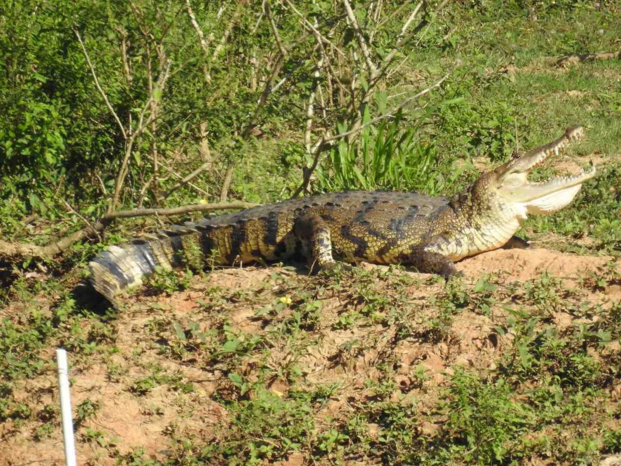 Belize Vacations - Pilgrims Paradise Cabin 2 - Property Image 4