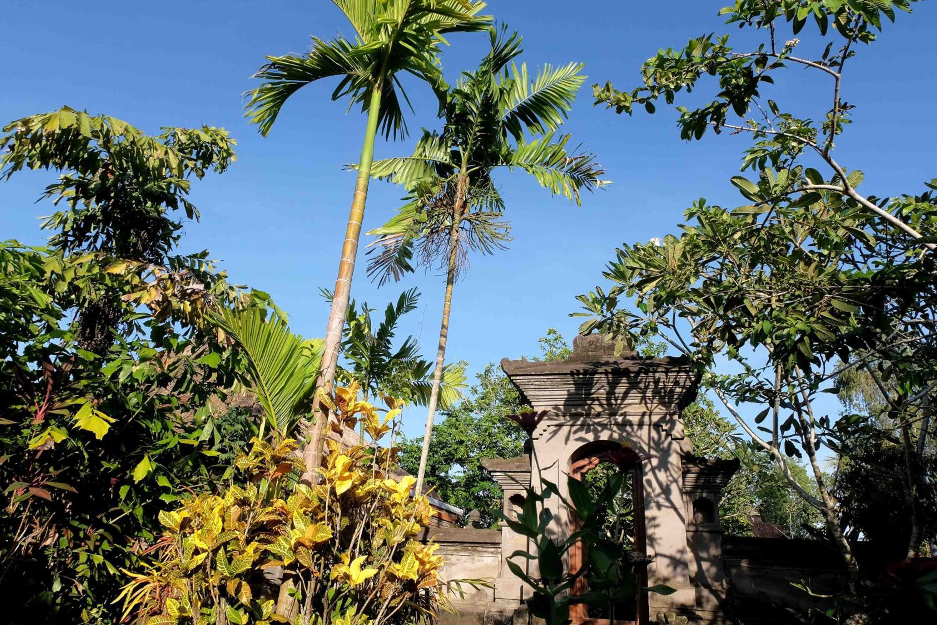 Sua Bali view 5