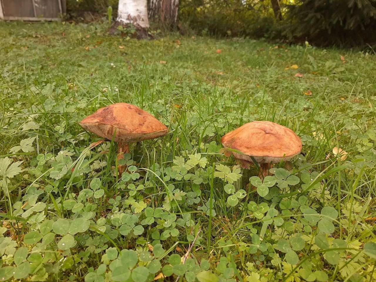 Photo 41