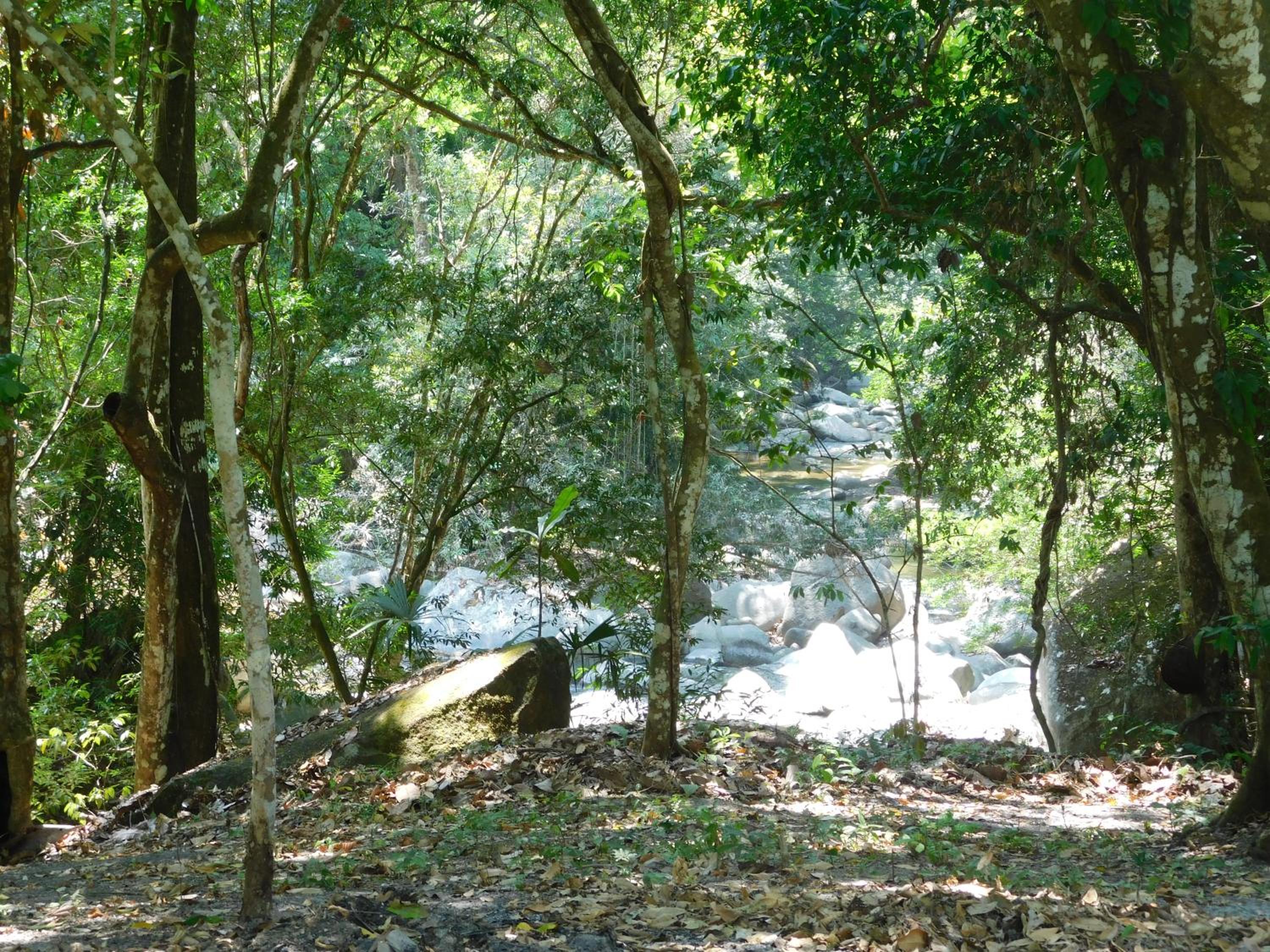 Sierra Jungla