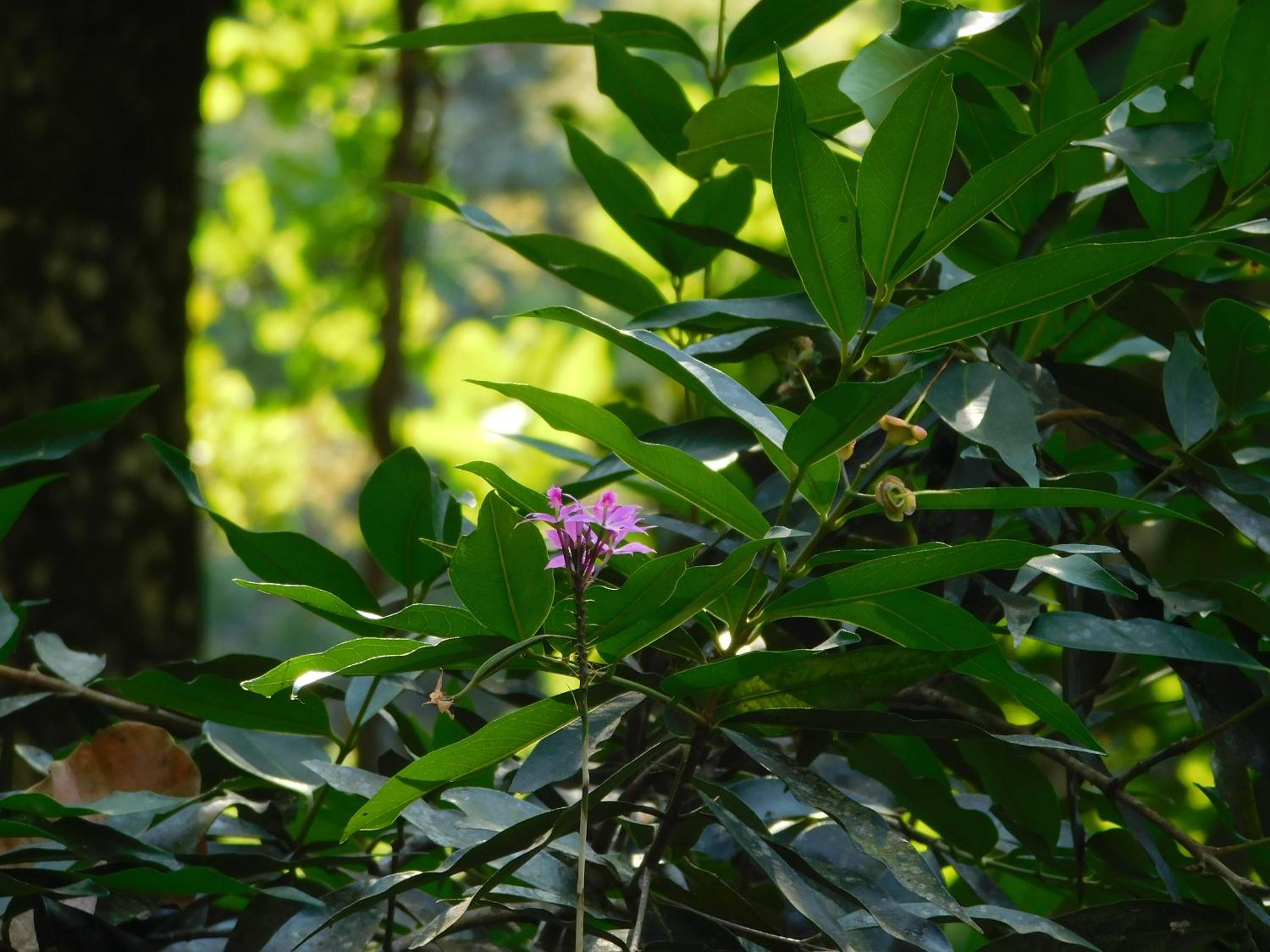 Sierra Jungla