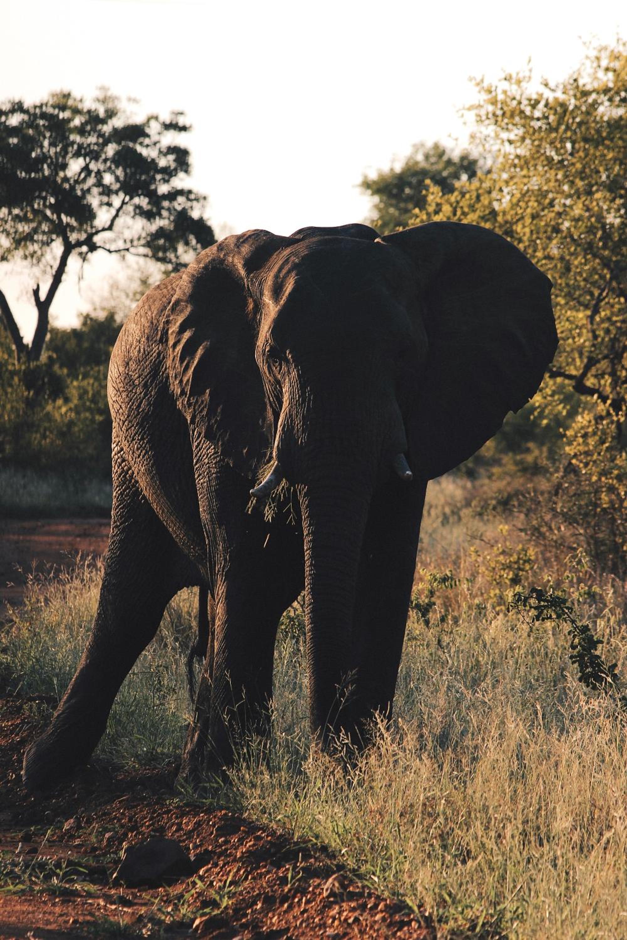 Nyati Safari Lodge