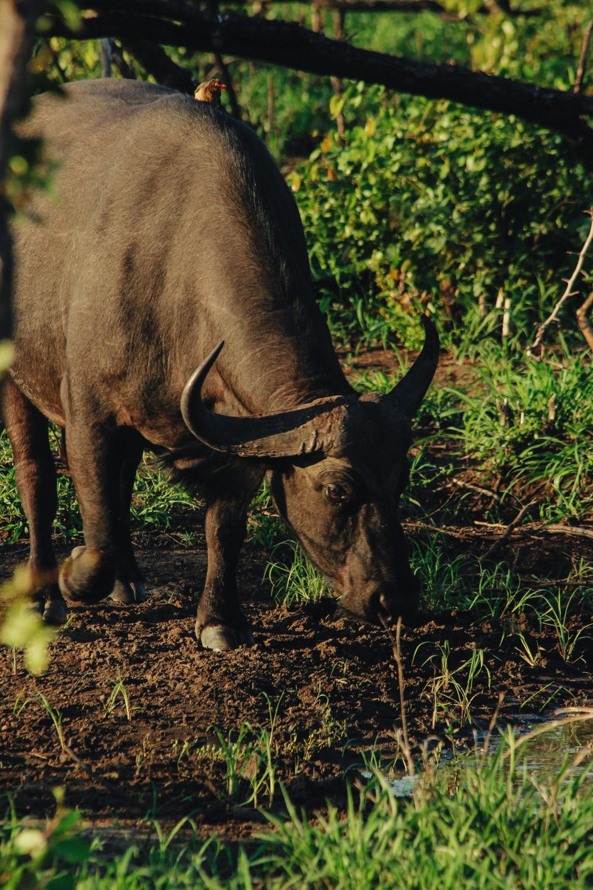 Nyati Safari Lodge