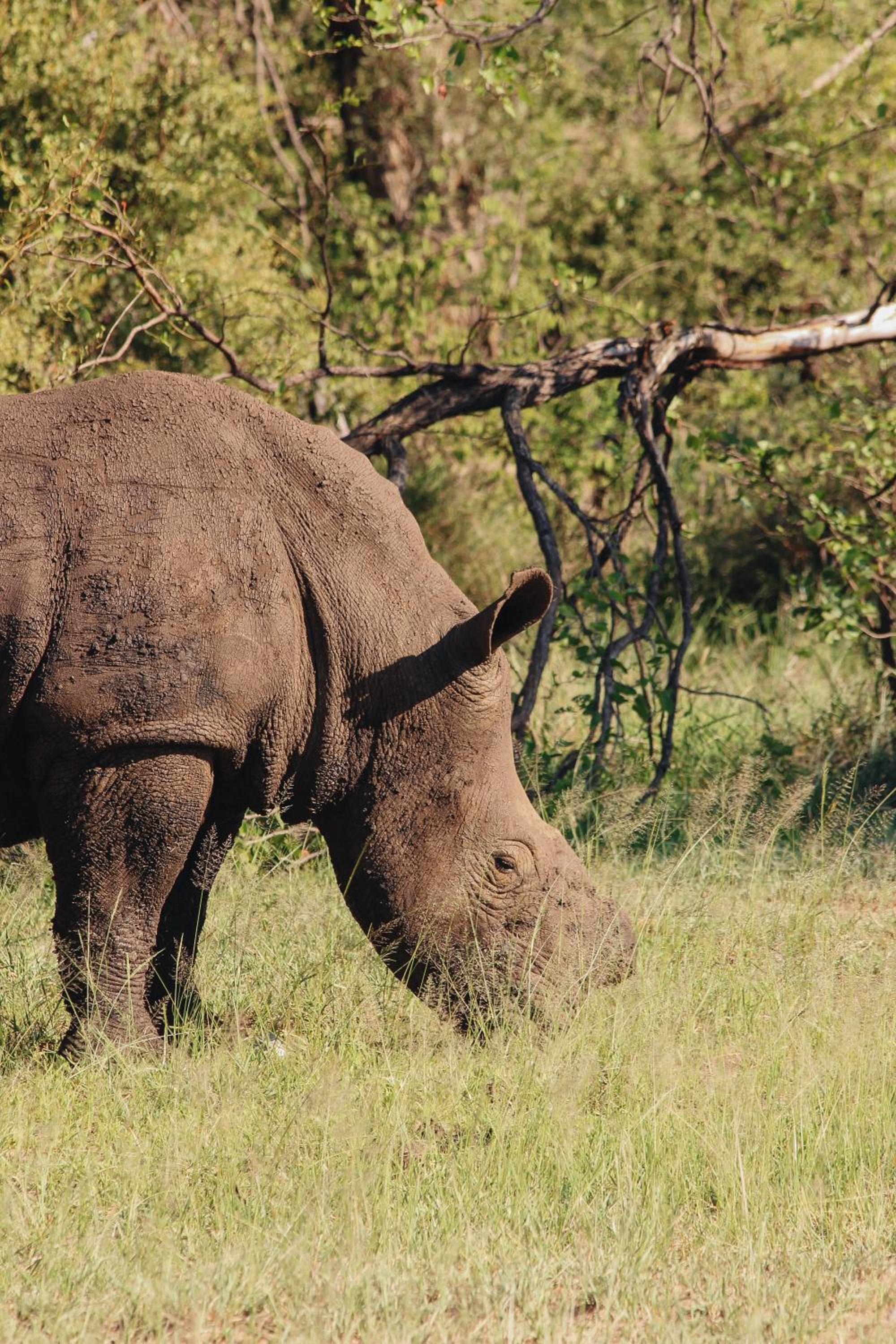Nyati Safari Lodge
