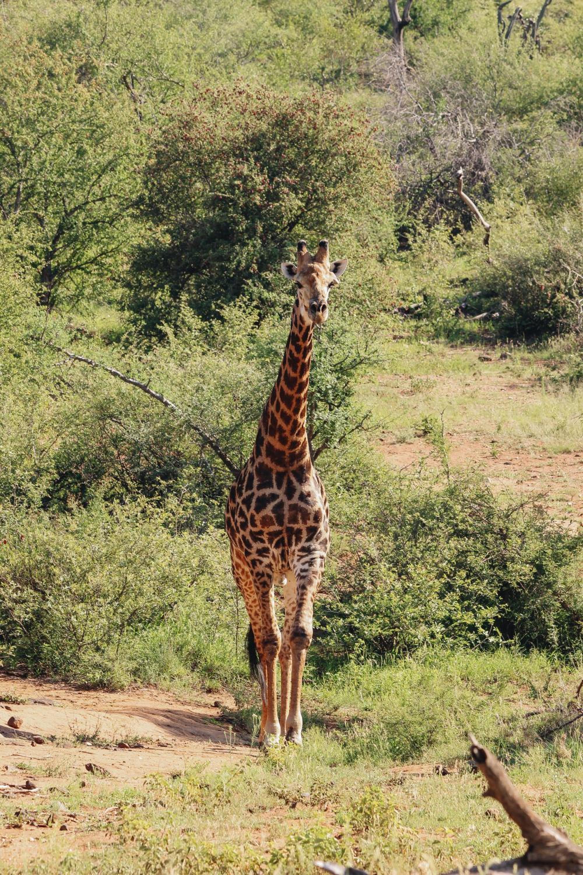 Nyati Safari Lodge