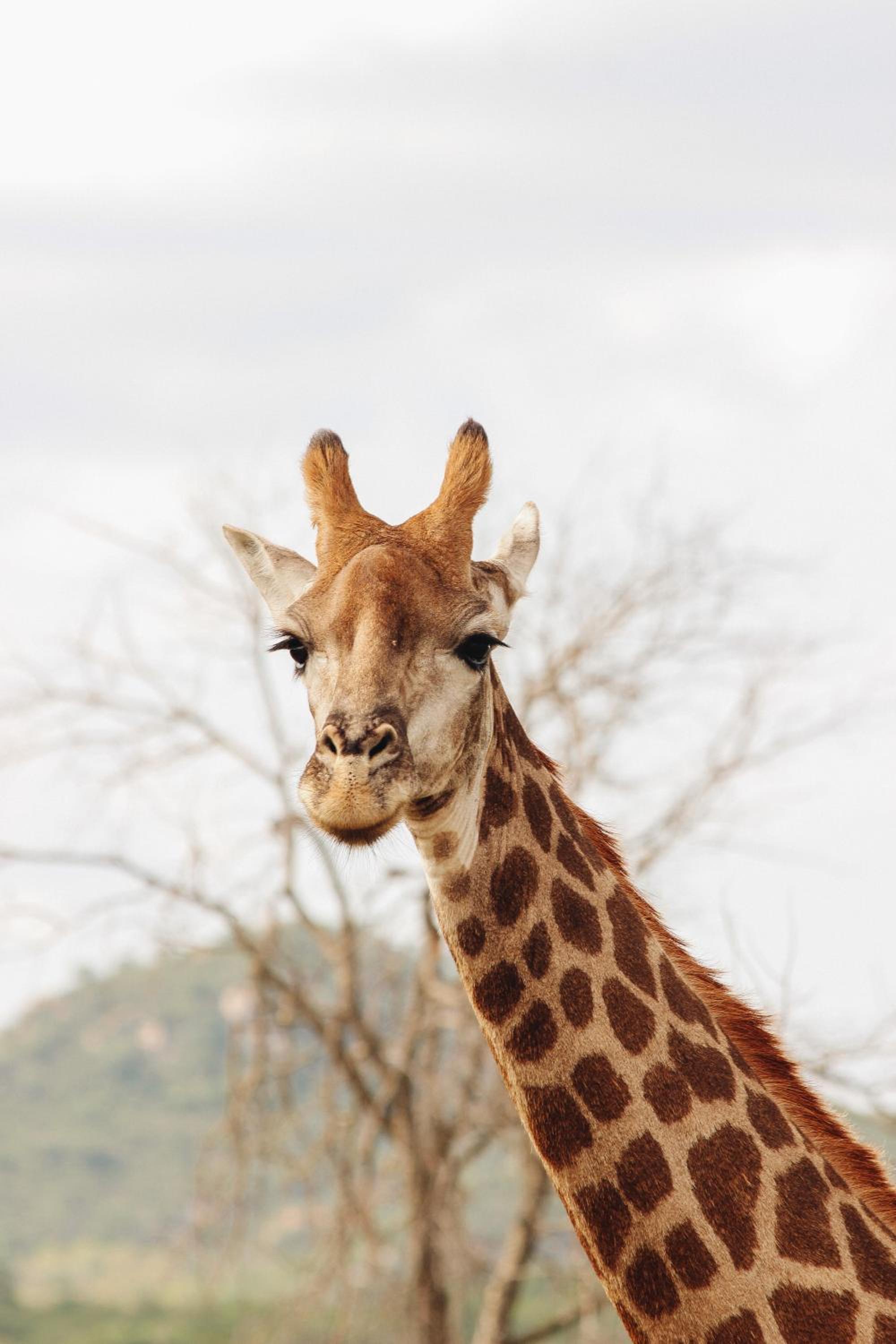 Nyati Safari Lodge