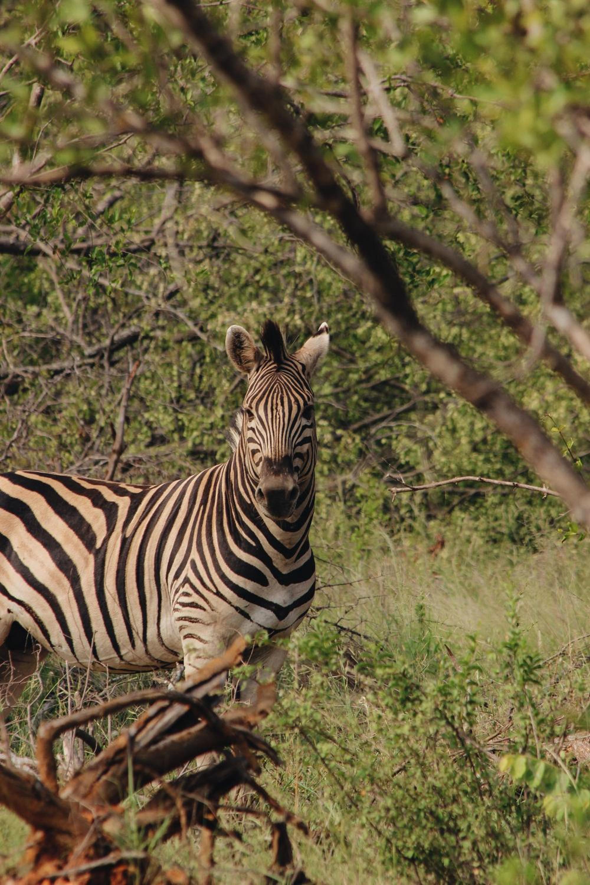 Nyati Safari Lodge
