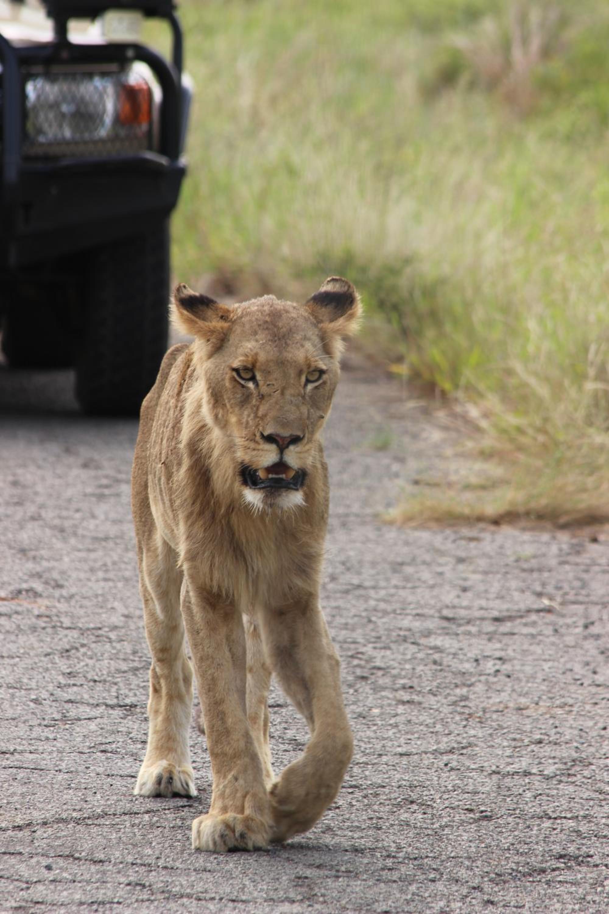 Nyati Safari Lodge