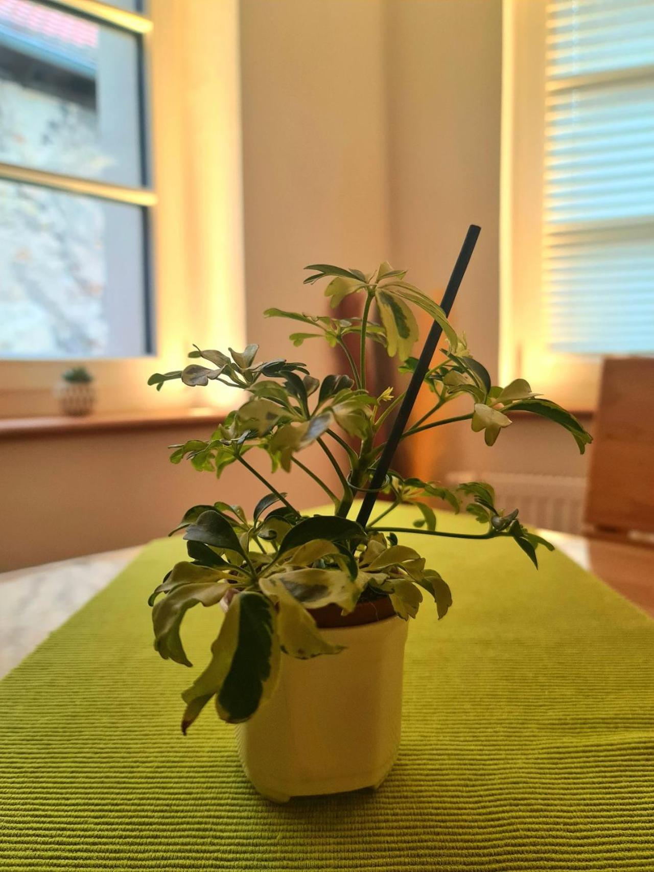 Genussvolle Auszeit beim Winzer-Apartment Biengarten