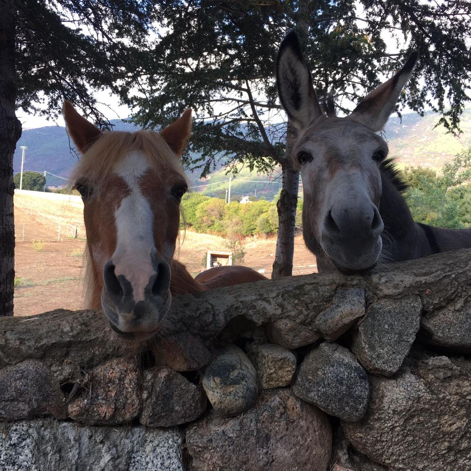 Agriturismo Asara