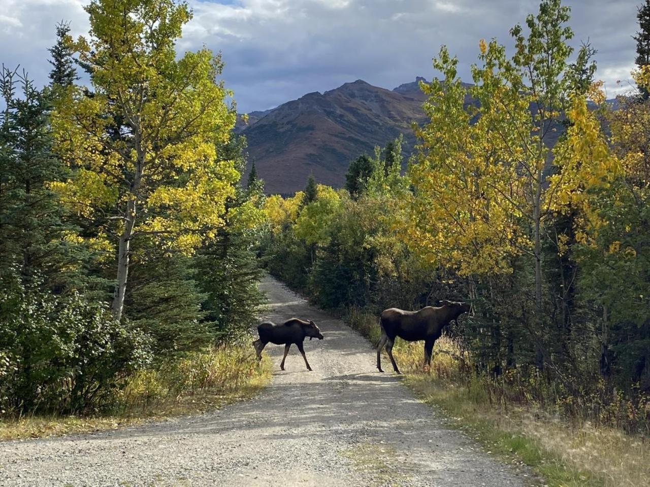 Denali Park View Family Log Cabin view 3