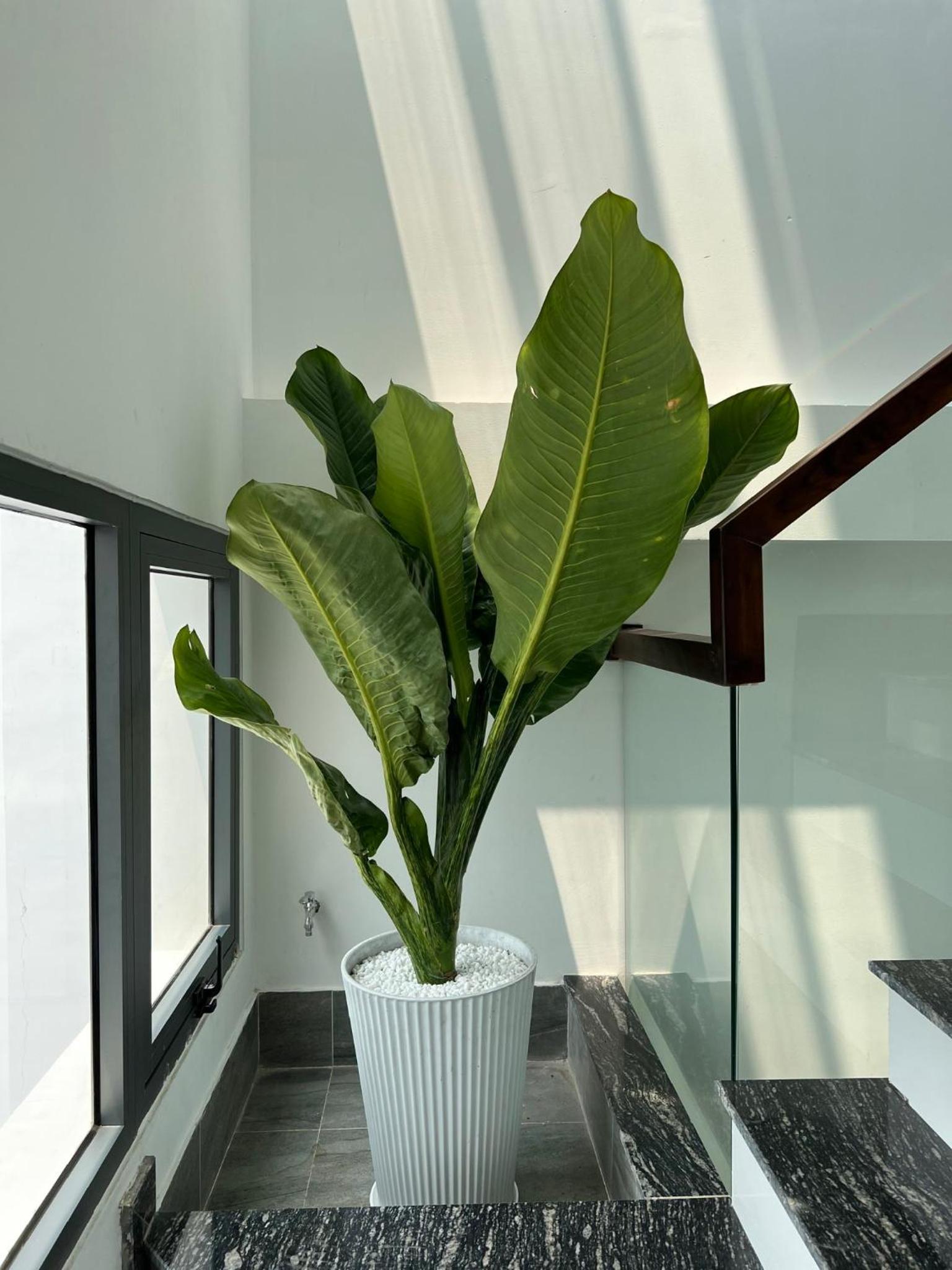 Rivesride house Quận Phú Nhuận 3