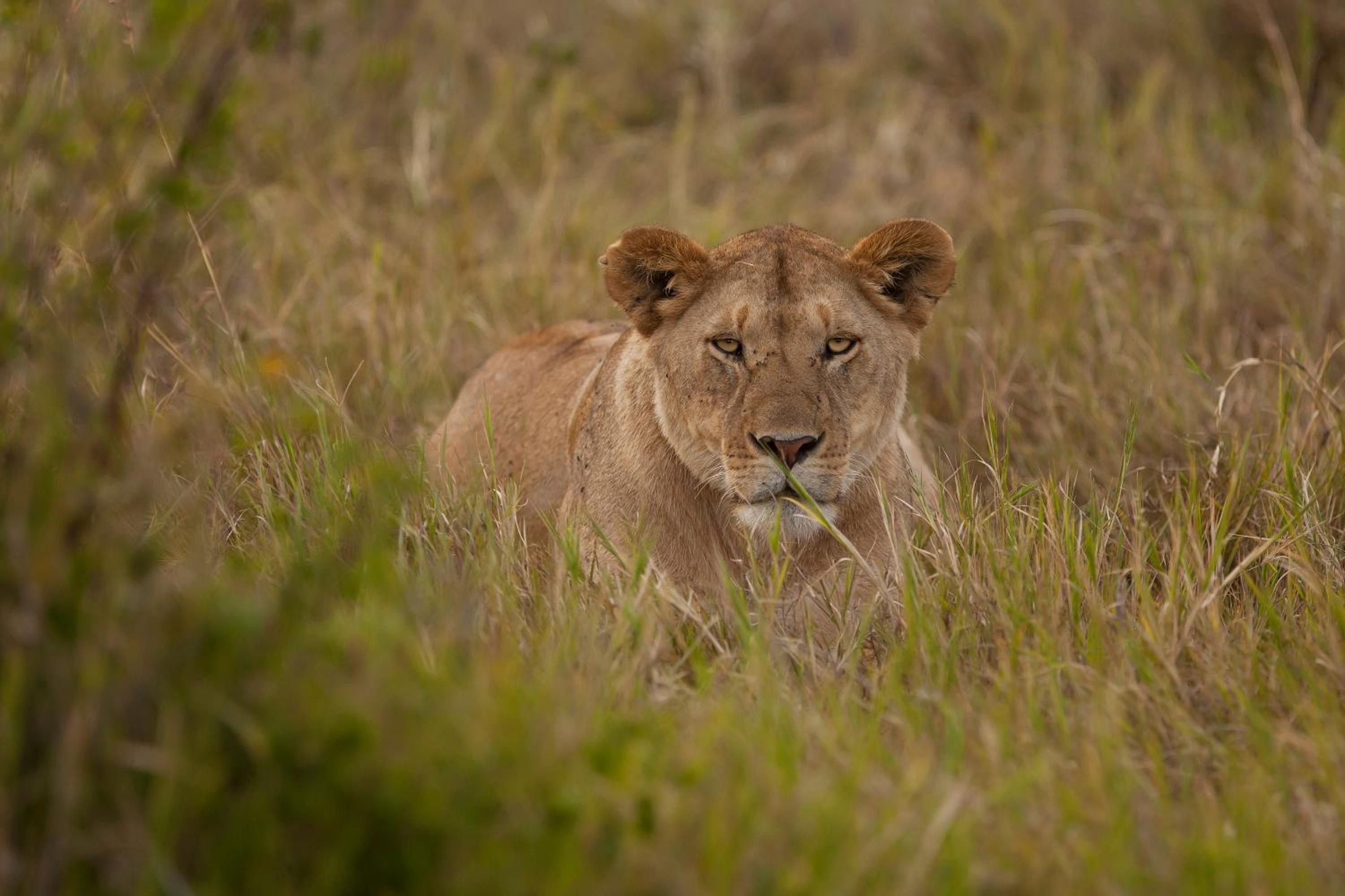 Chobe Hideaway