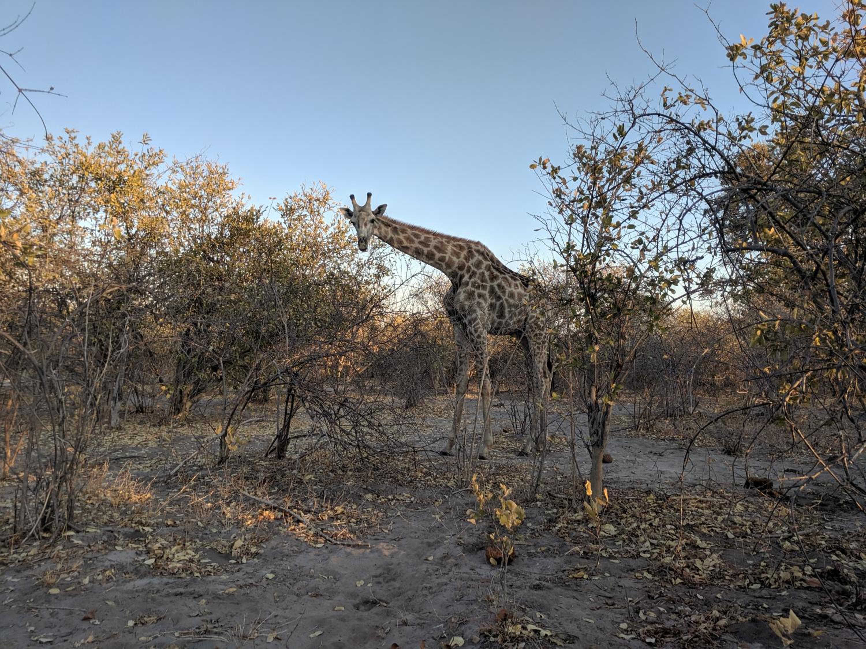 Chobe Hideaway