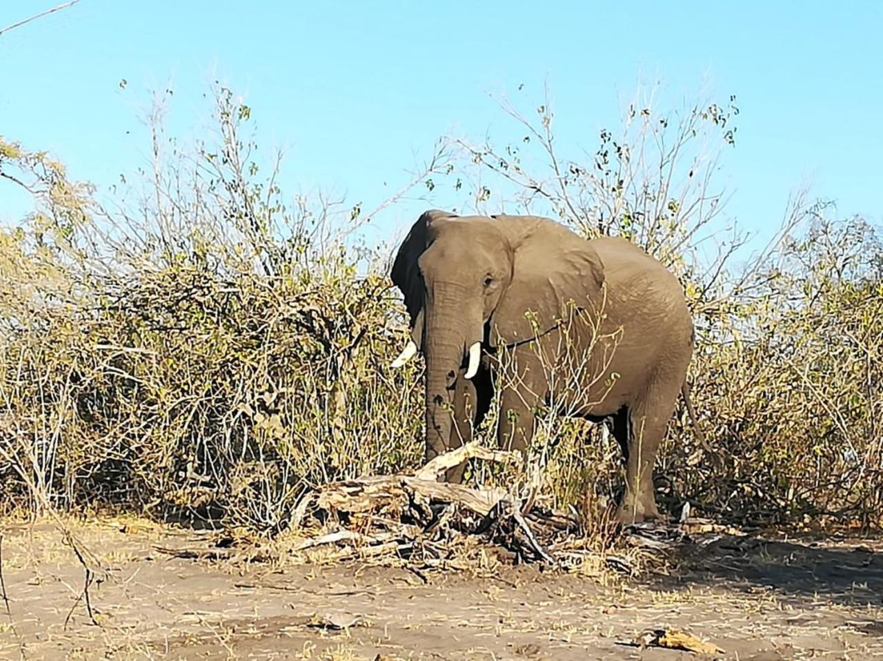 Chobe Hideaway