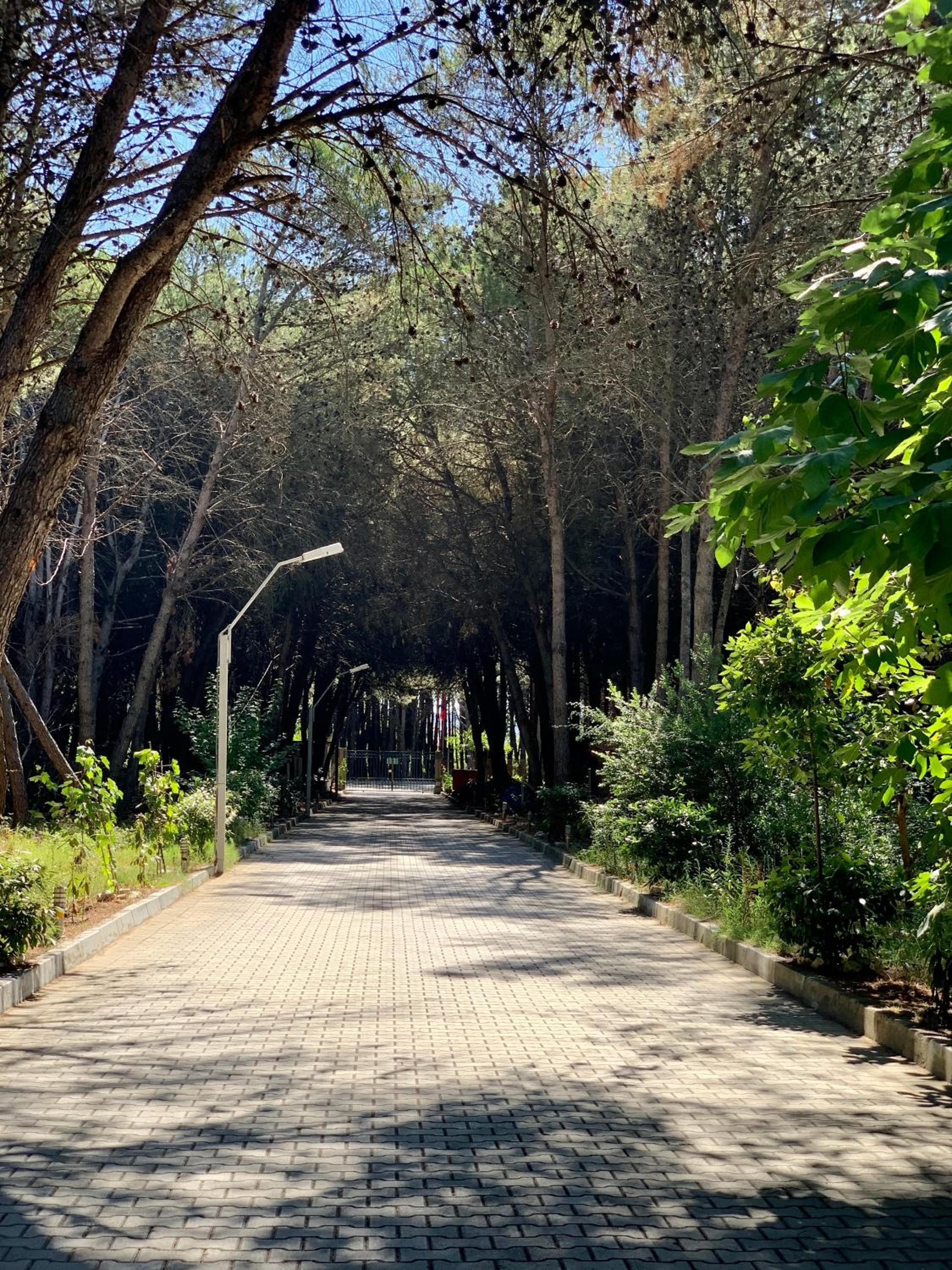 Forest Cottage - middle of forest & near the beach