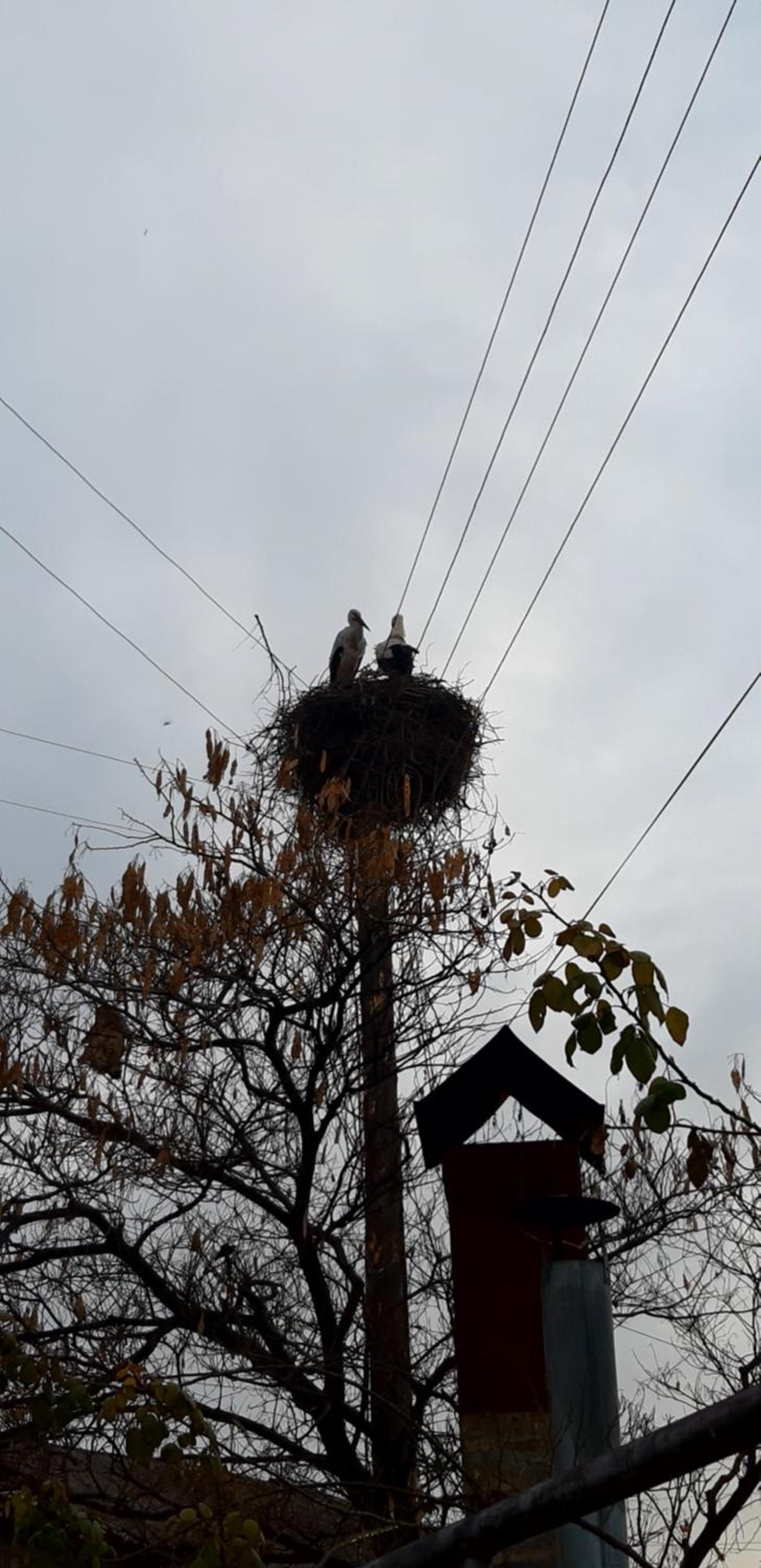 Near Yerevan Serlinhouse