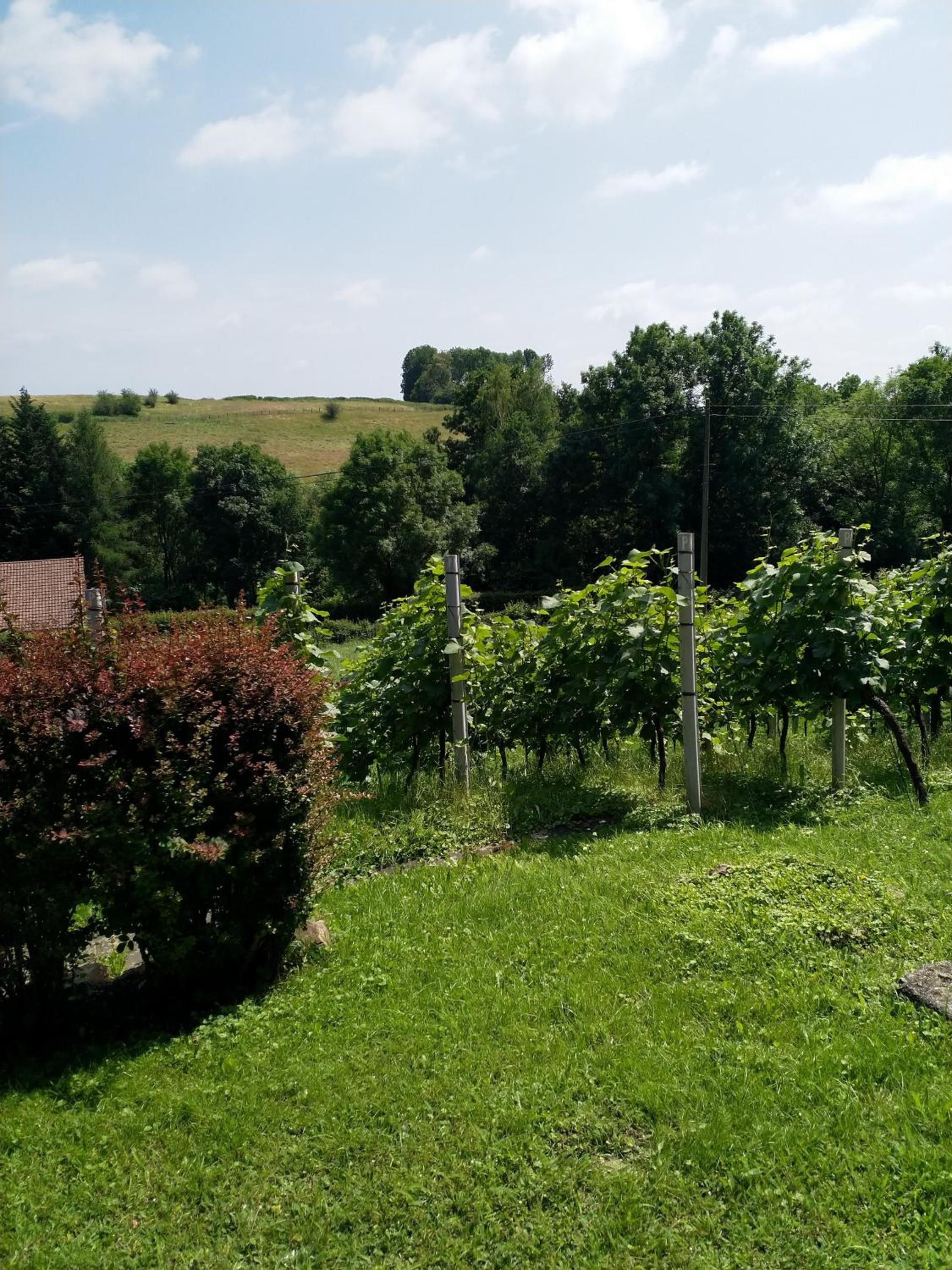 CasaVitis Erholung am Weinberg