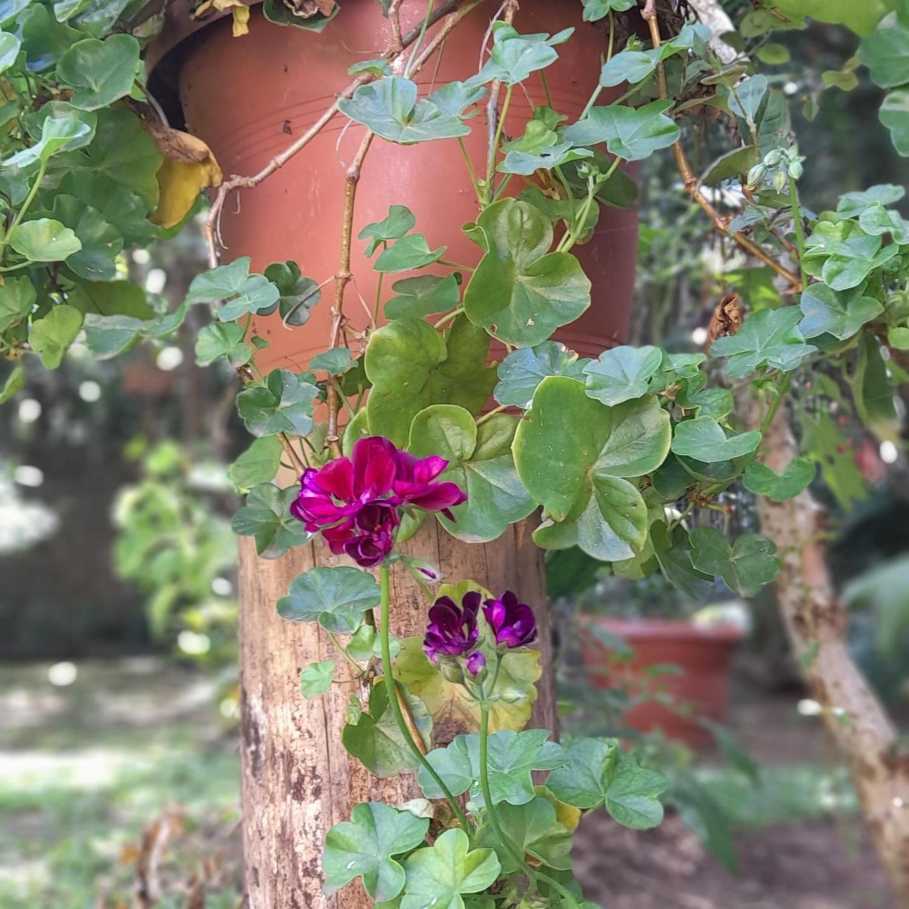 Casa Vista do Vale próxima ao Vale dos Vinhedos