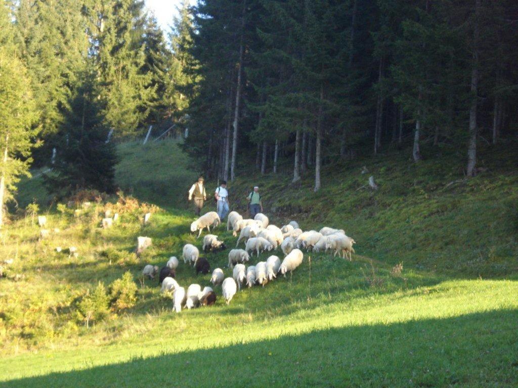 Fesengut