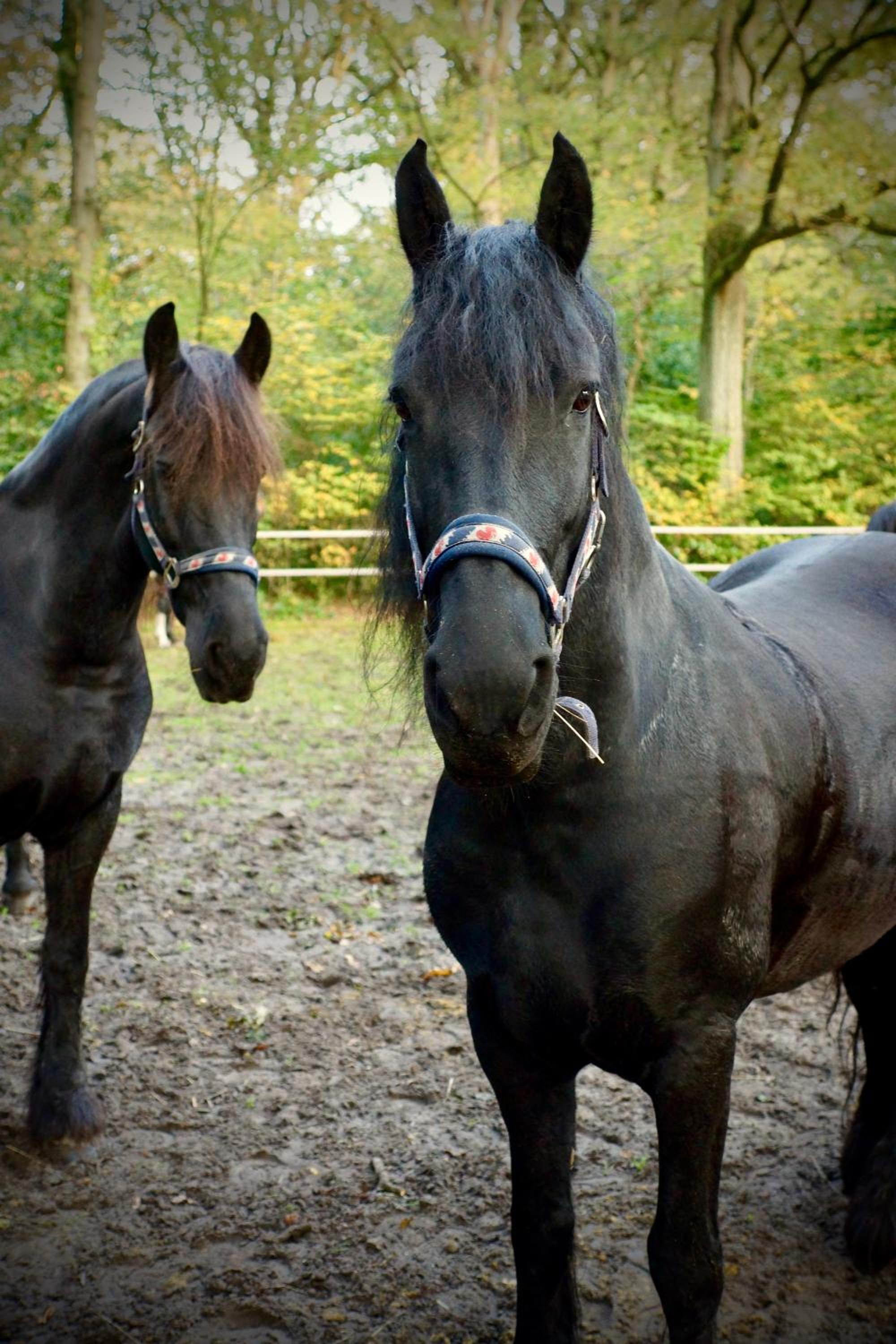 de Swaenhoeve