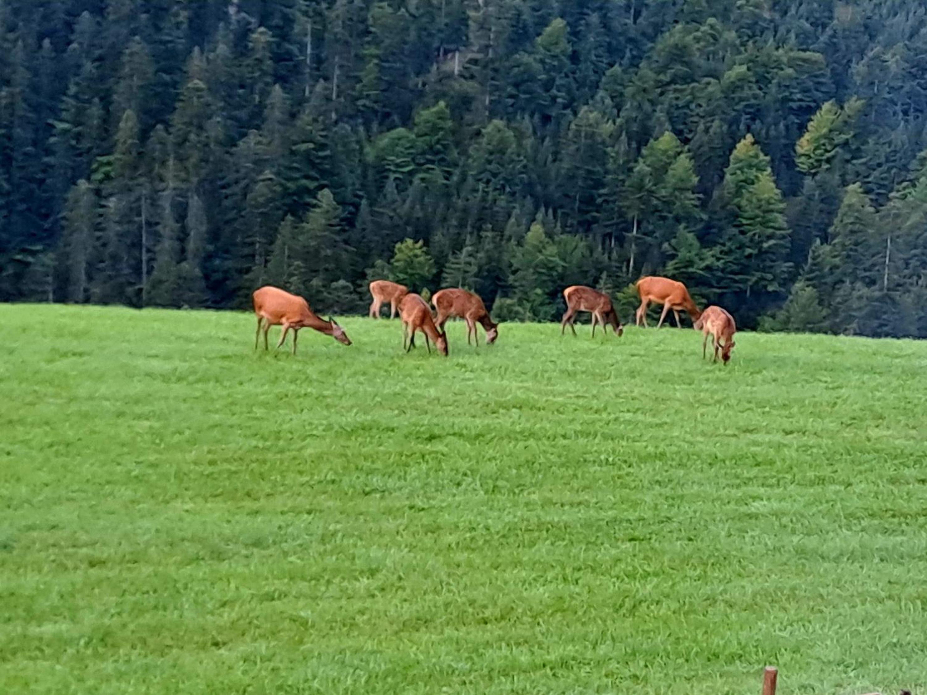 Bergfee Natur Appartements
