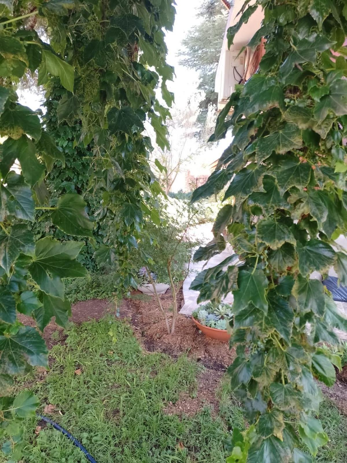 Ashram Asociación Argentina de Yoga