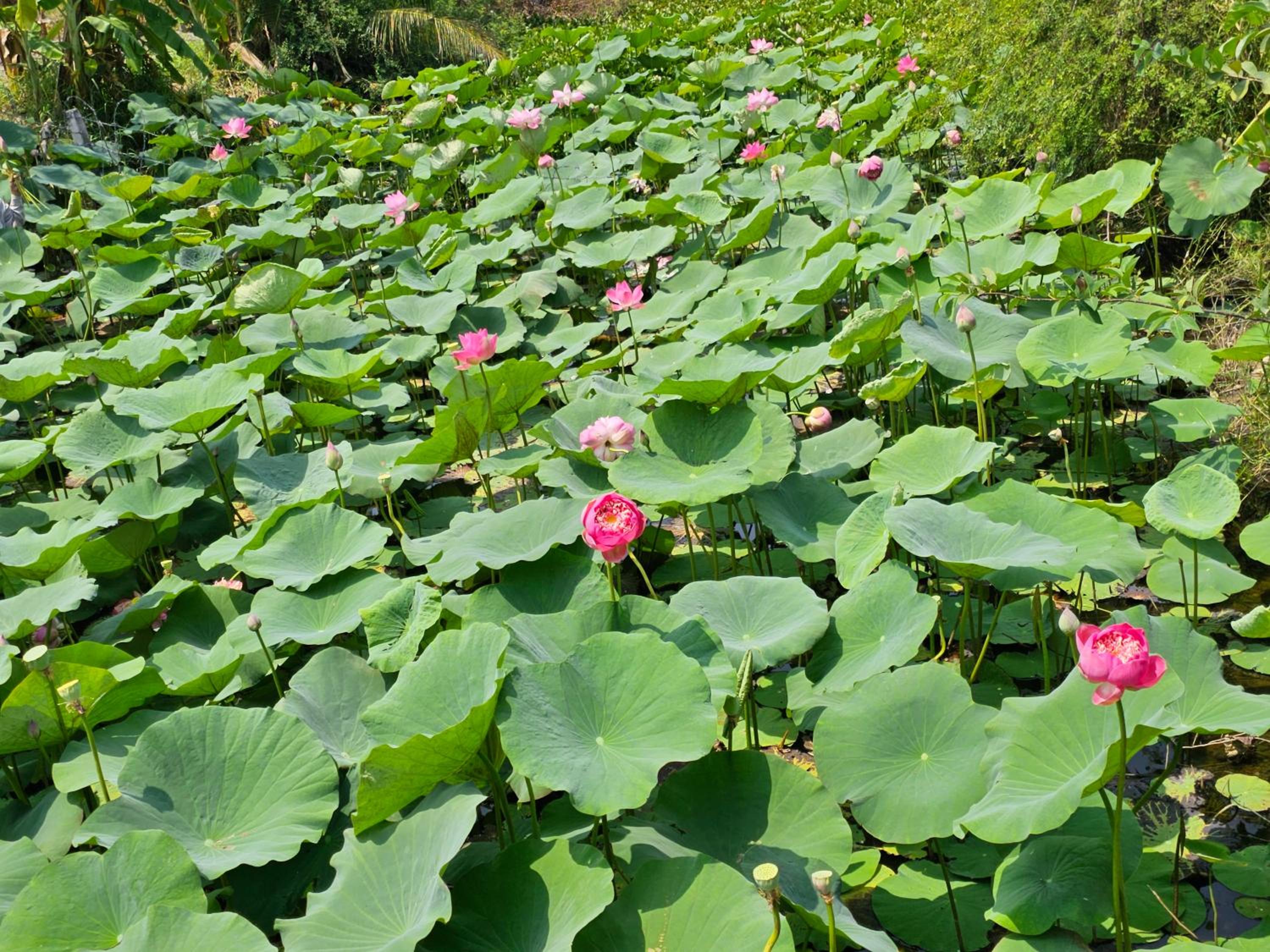 Photo 70