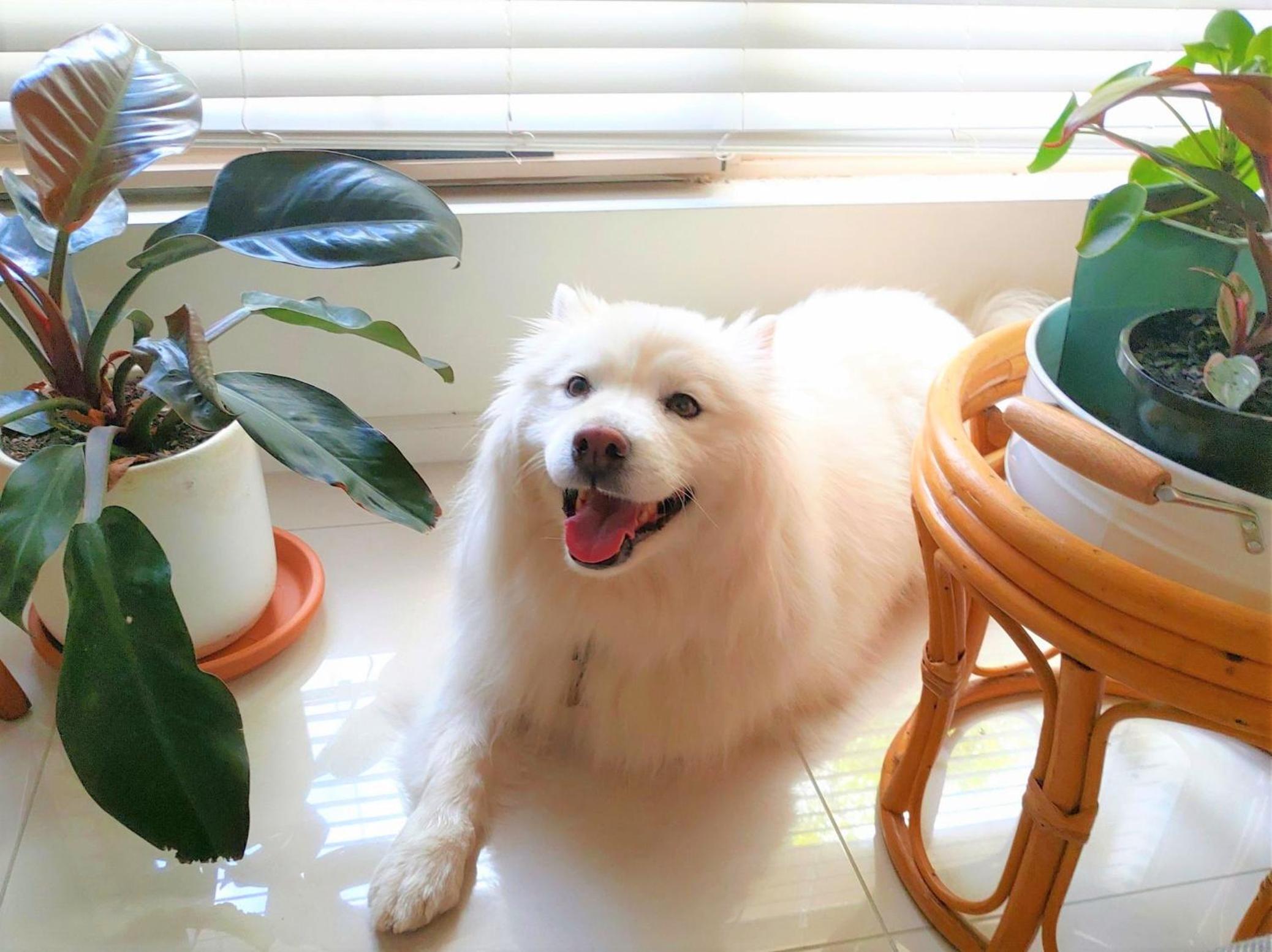 Lily's Retreat - Family & Pet Friendly Home in Ridleyton