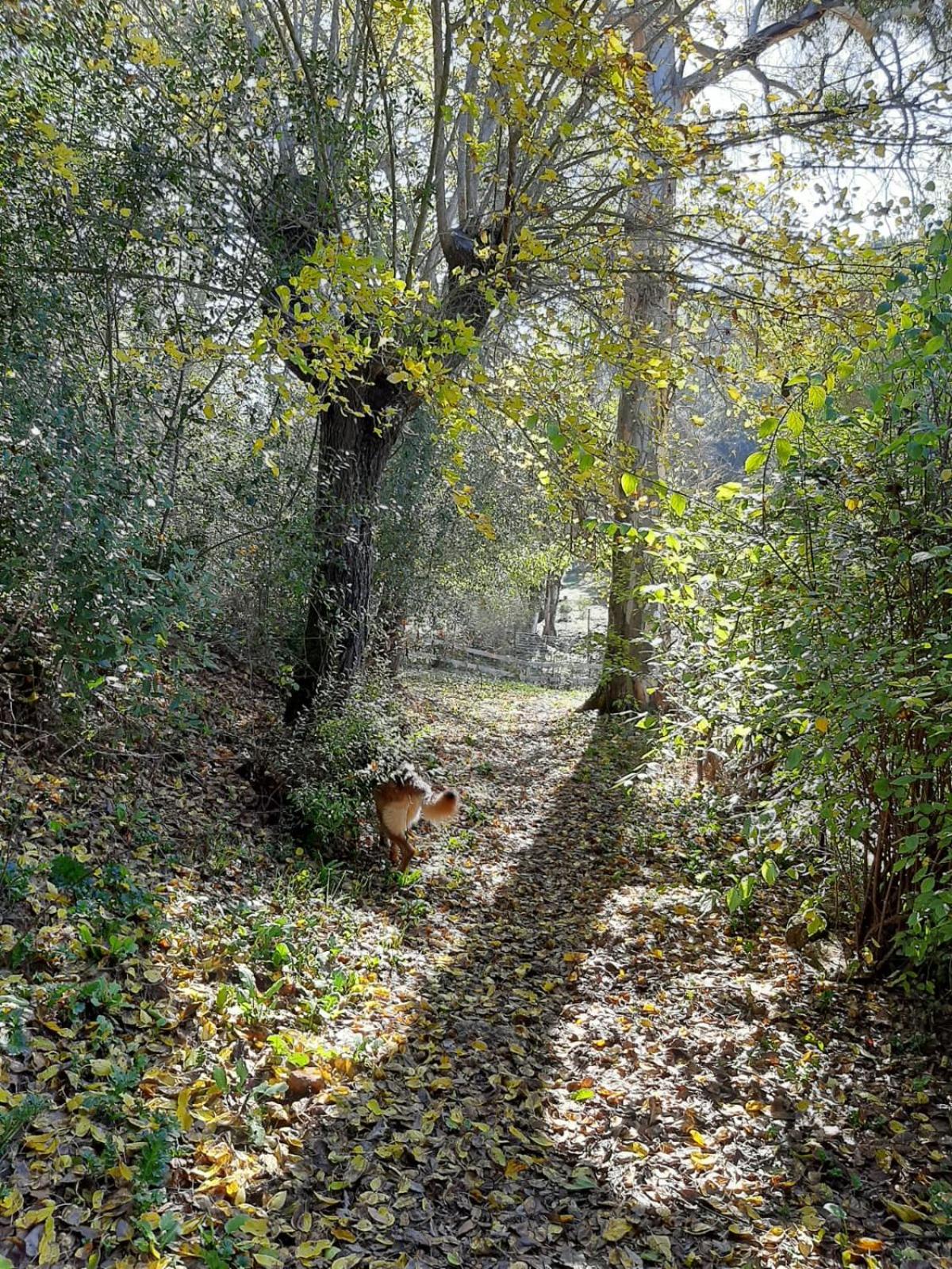 CABAÑAS DEL BOSQUE CERCA DE CORDOBA