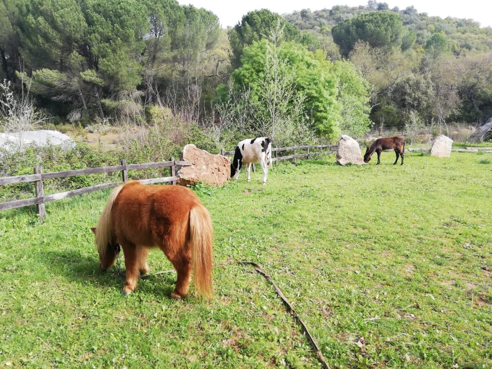 CABAÑAS DEL BOSQUE CERCA DE CORDOBA