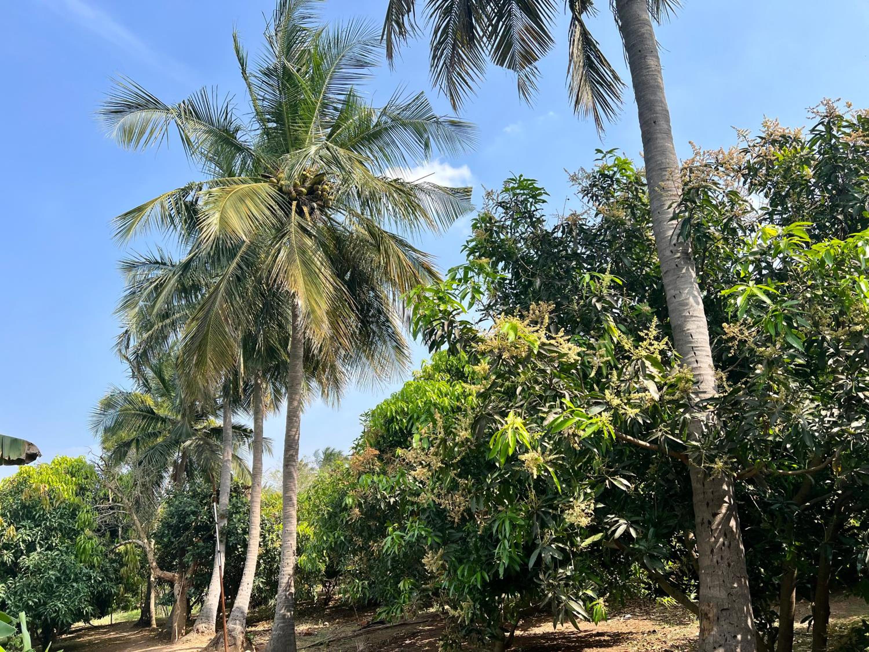 SERENE Stays - Kjsb farmhouse THANJAVUR view 2