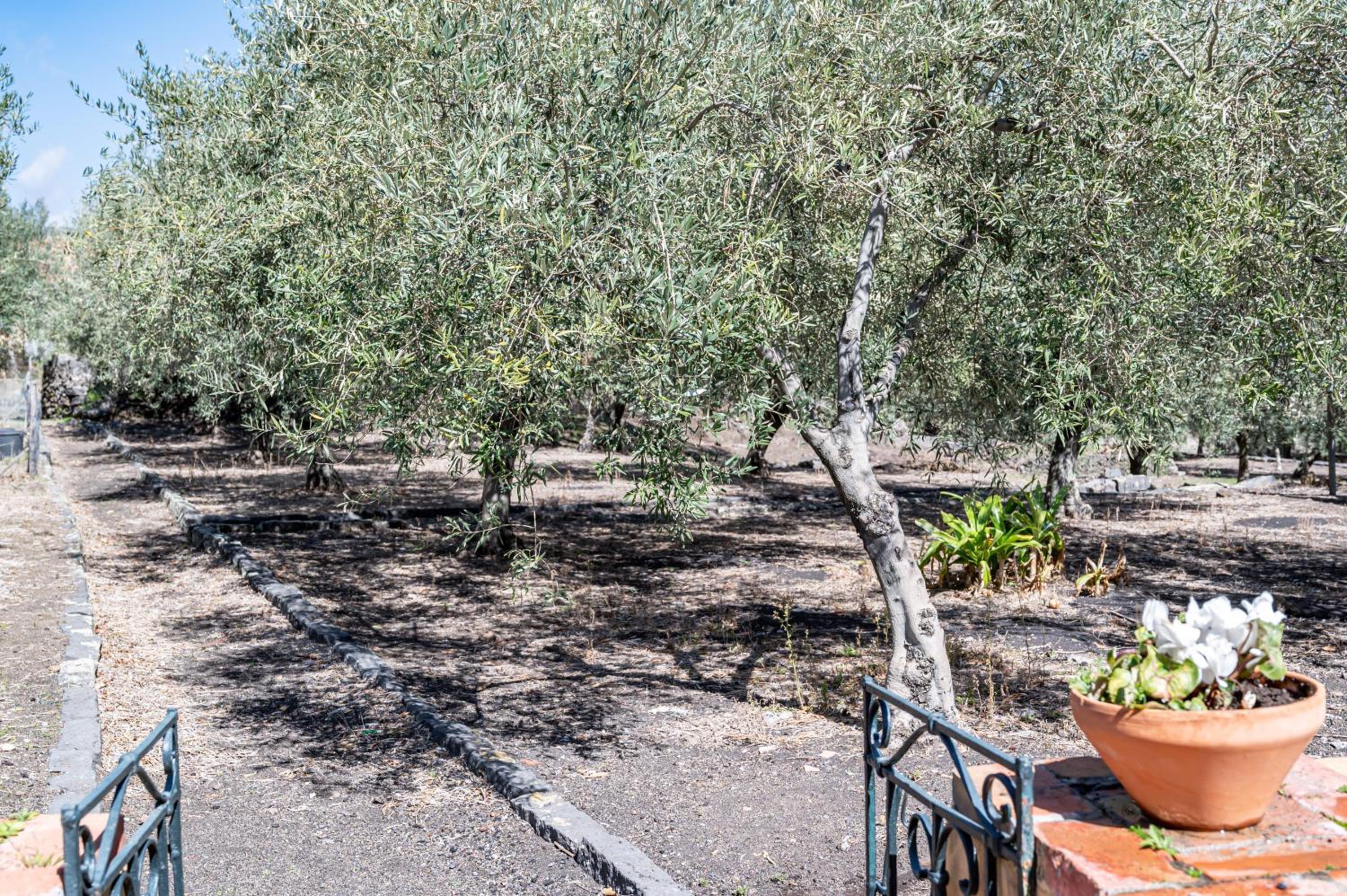 GuestHost - Villa Ninina in the Heart of Etna Park view 4