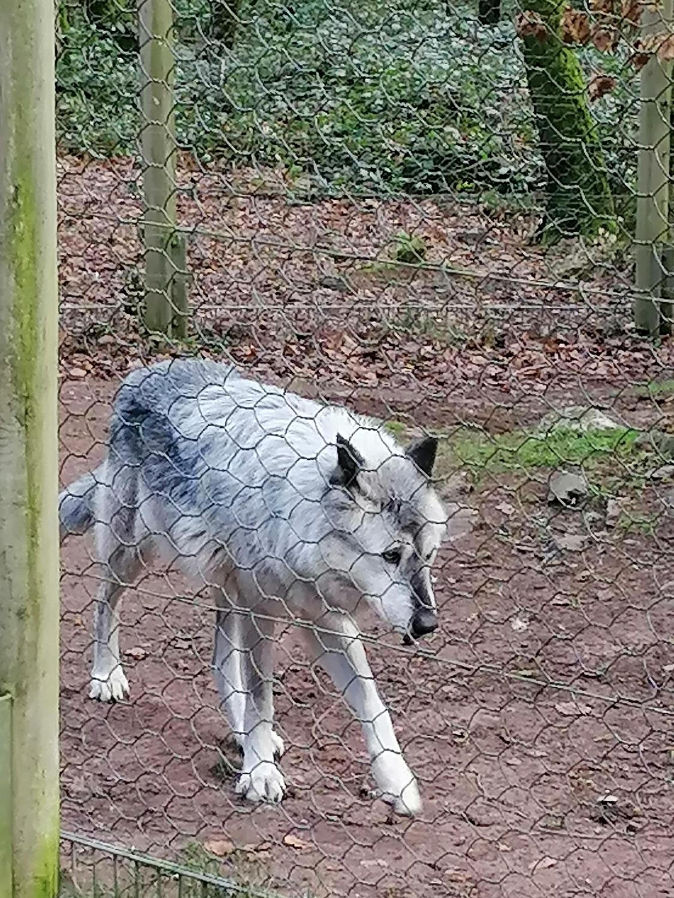 Ferienwohnung Am Wolfsweg