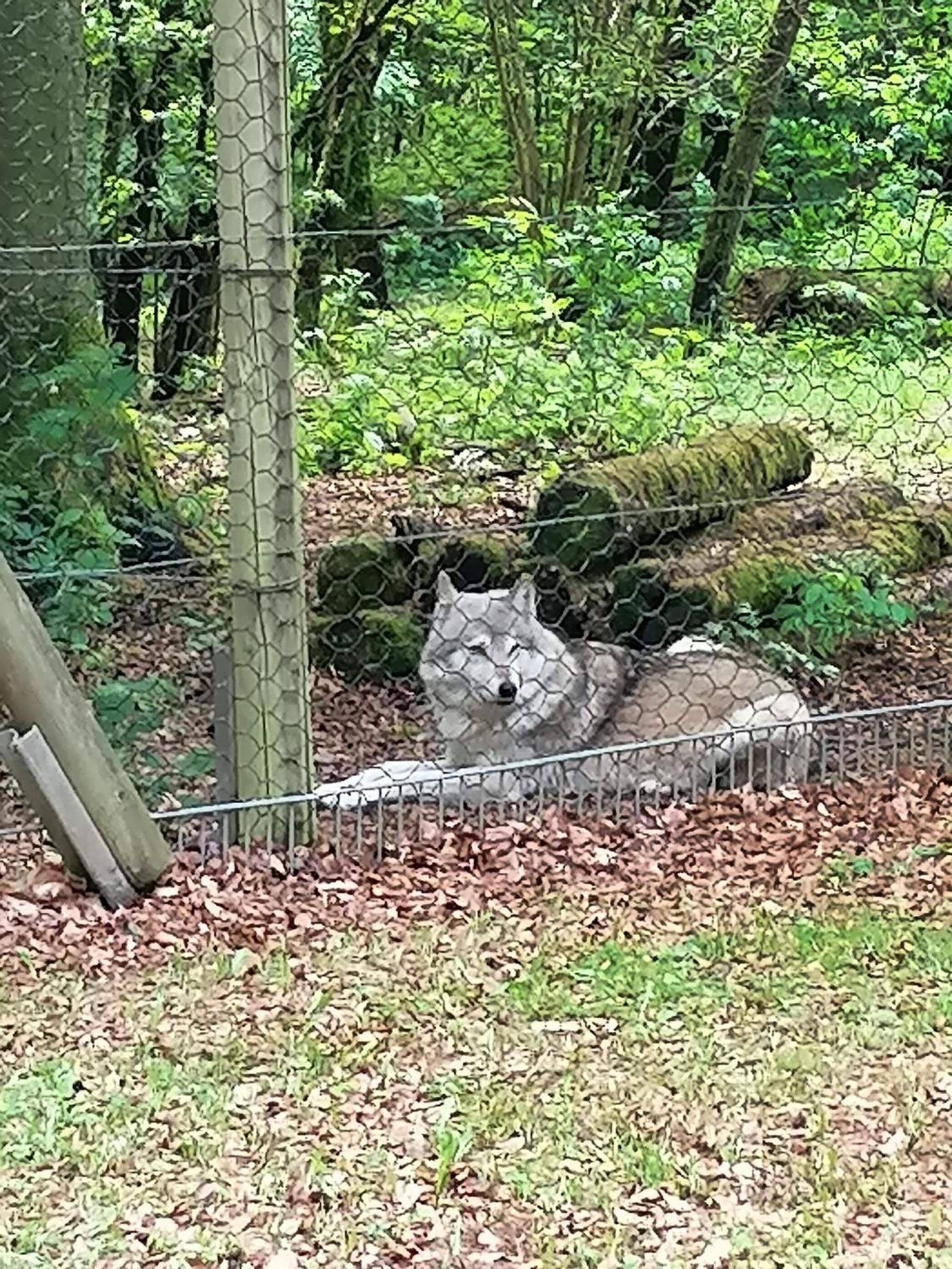 Ferienwohnung Am Wolfsweg