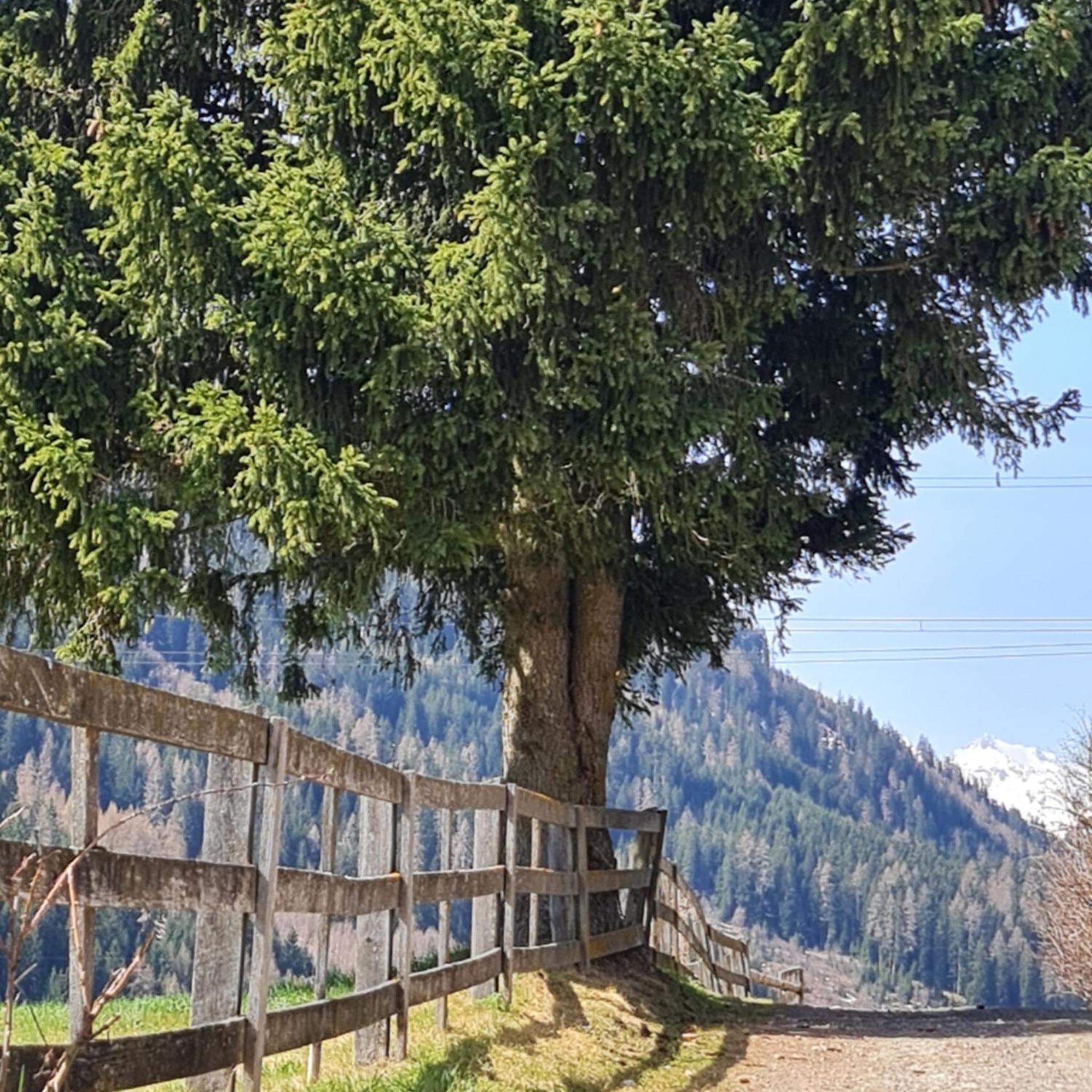 Bergblick Vadiesen