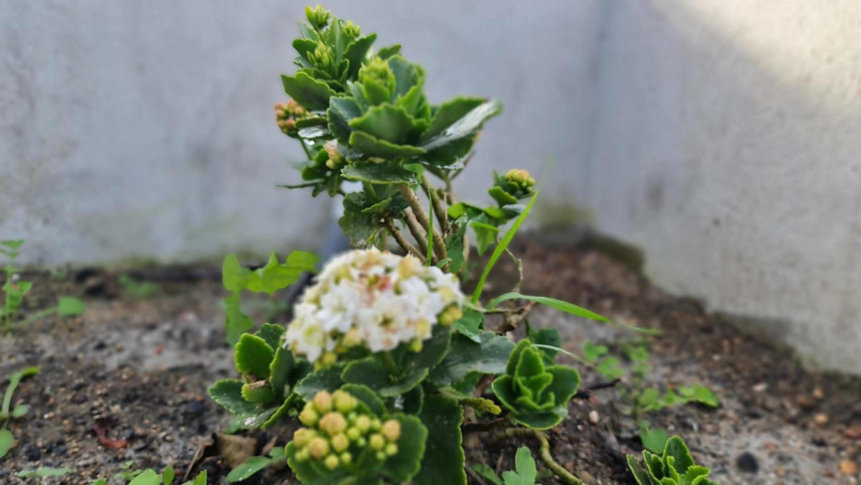 Photo 46