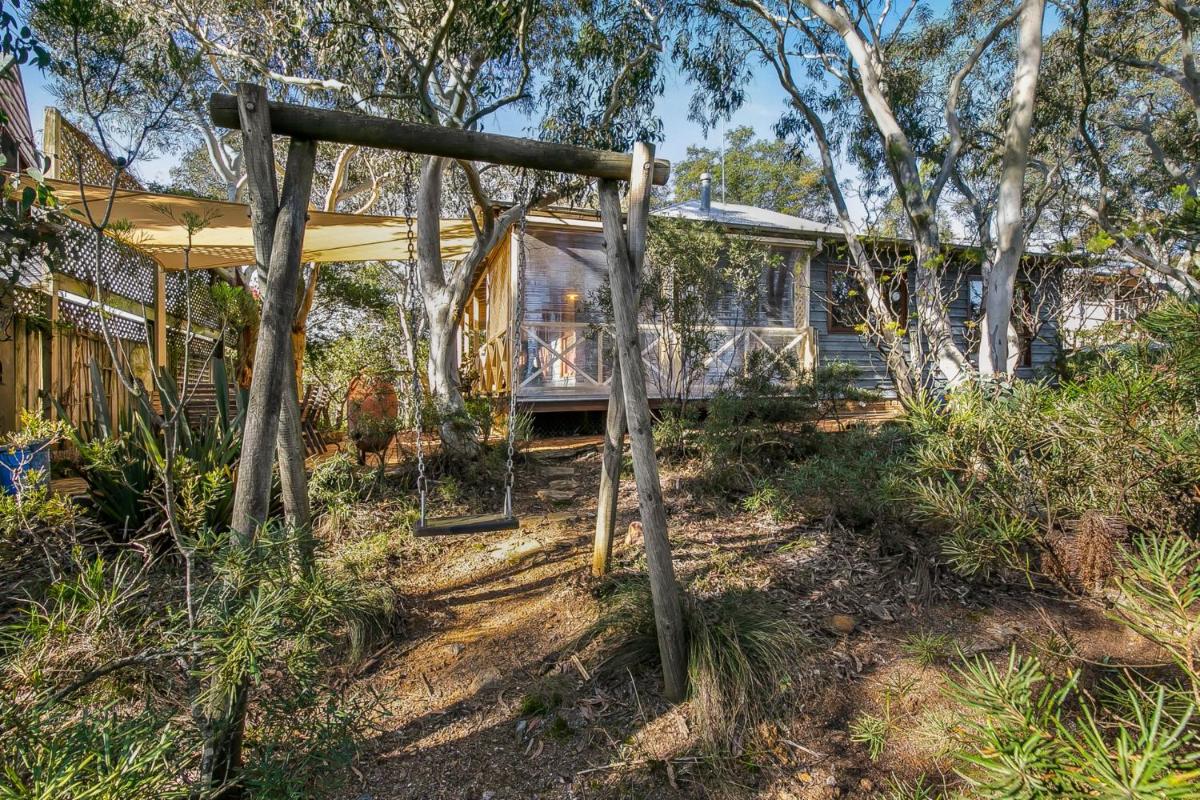 Scribbly Gum