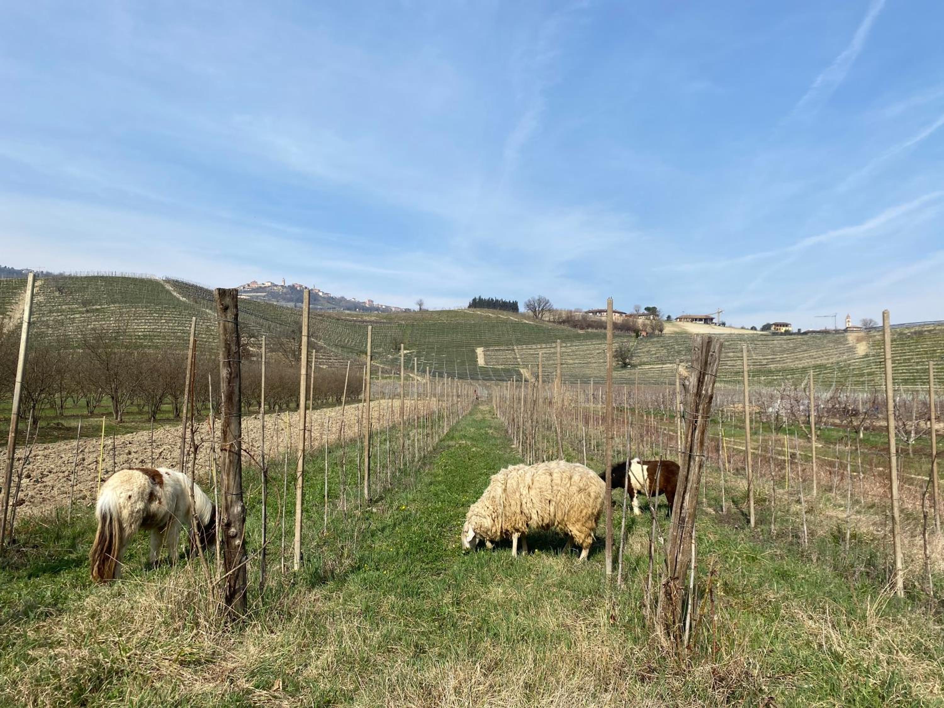 Agriturismo Viticcio