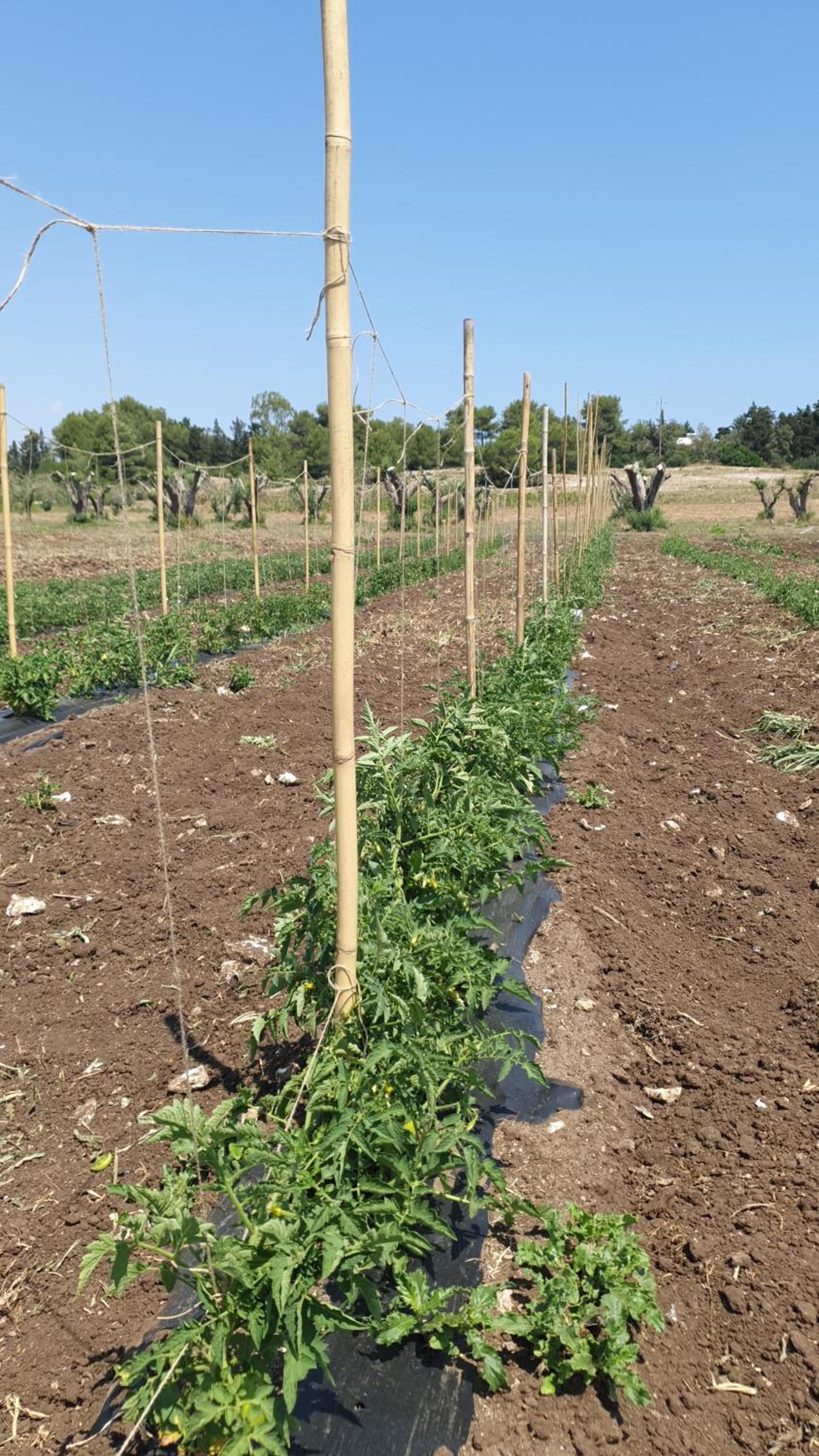 Photo 105